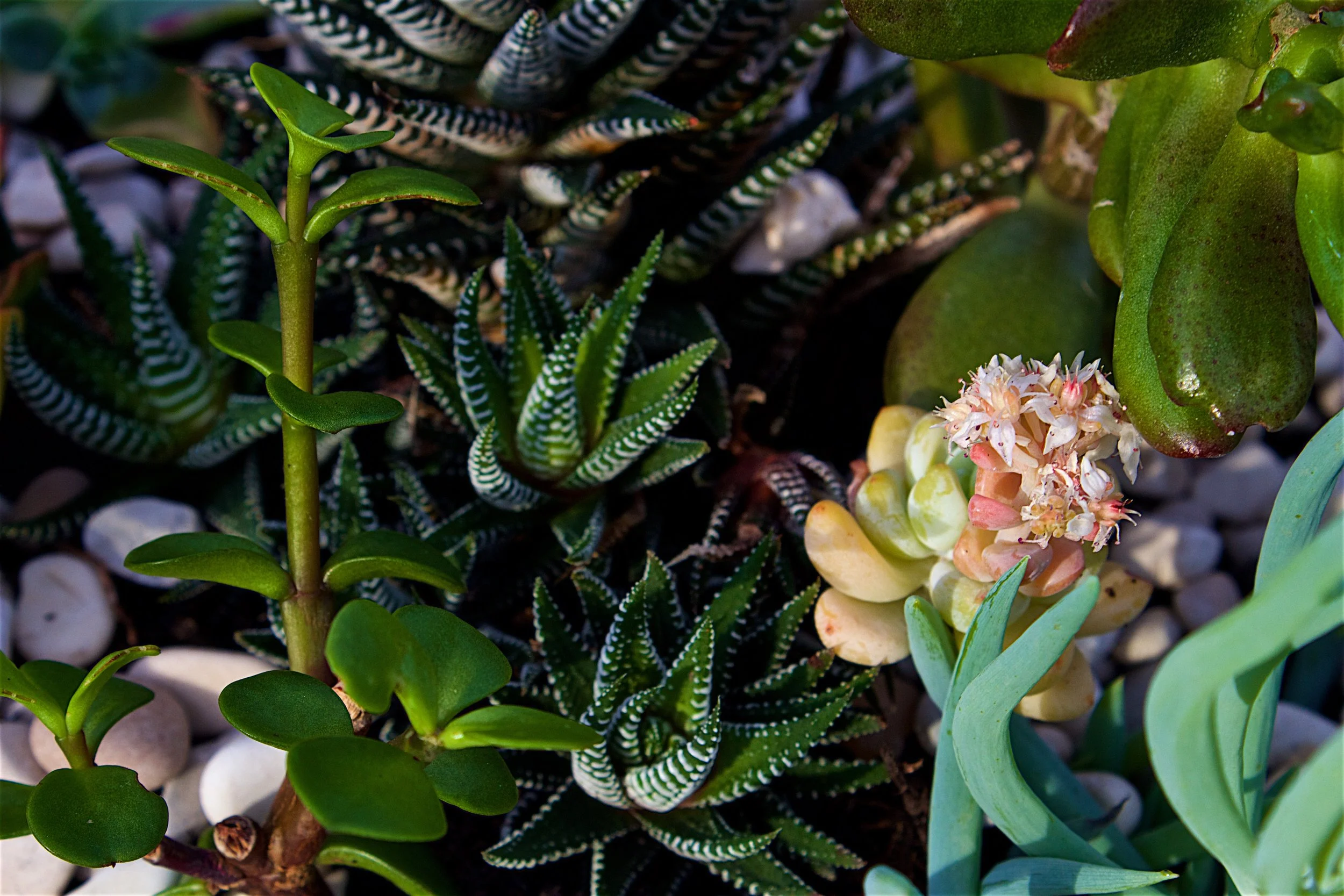 succulent-macro-haworthia-jade.jpg