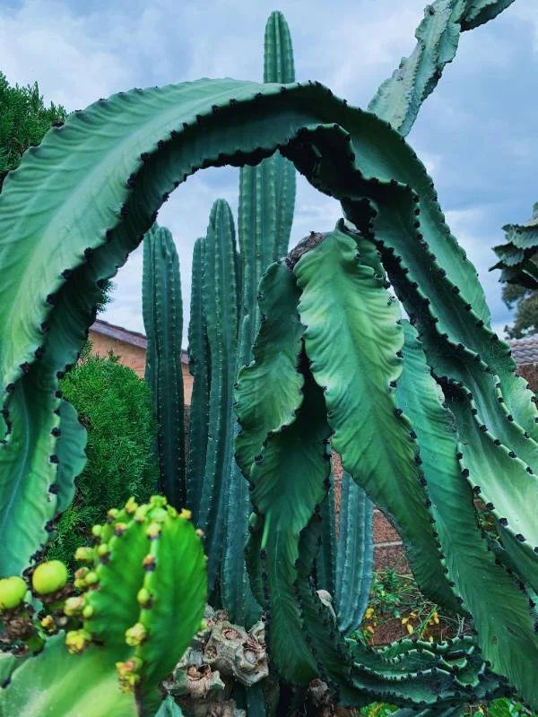 Person wearing green gardening gloves planting a potted succulent in a garden or greenhouse. Garden tools and plants are visible in the background.
