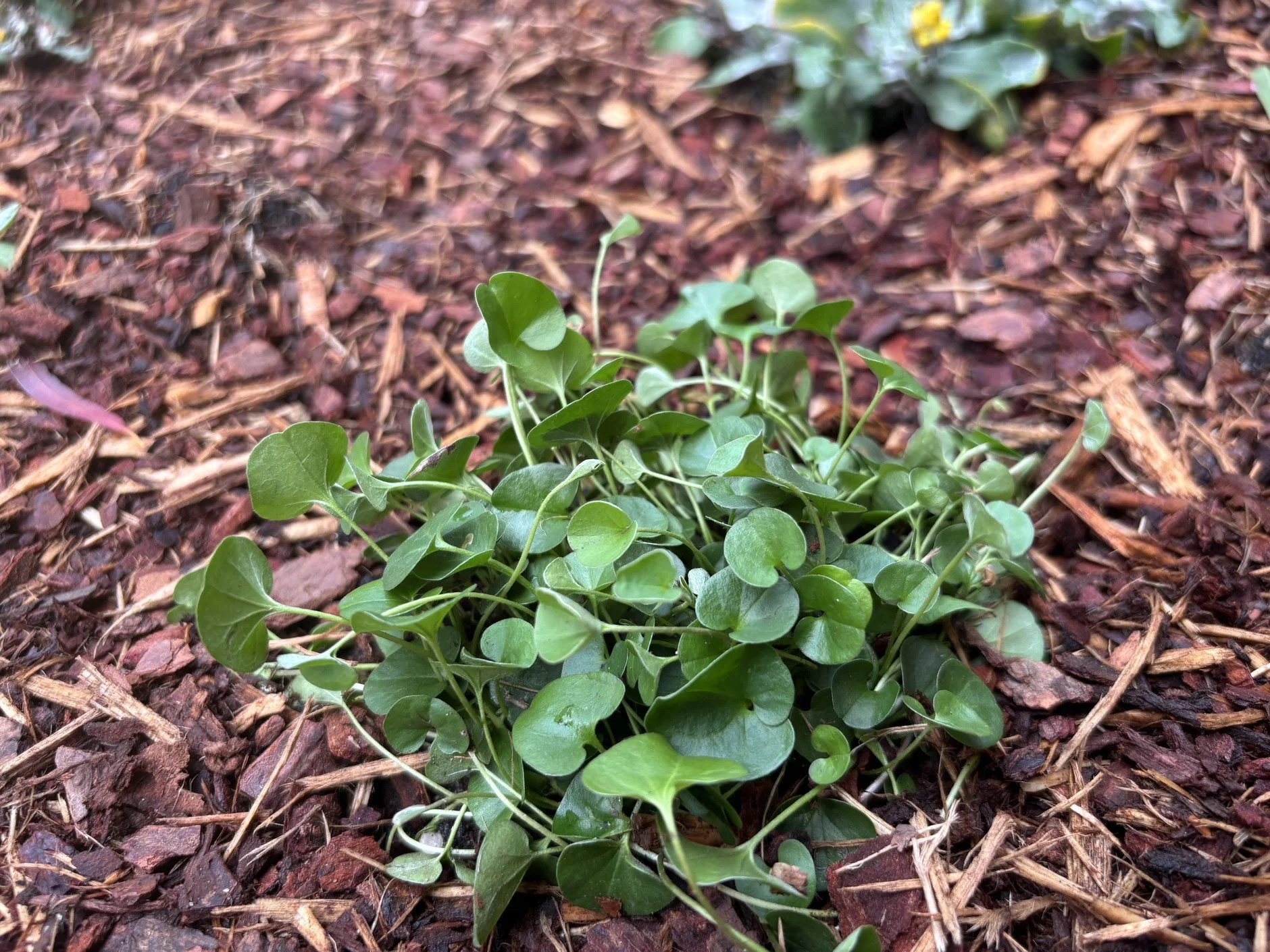 willoughby-dichondra-plug-macro-oct2025.jpg