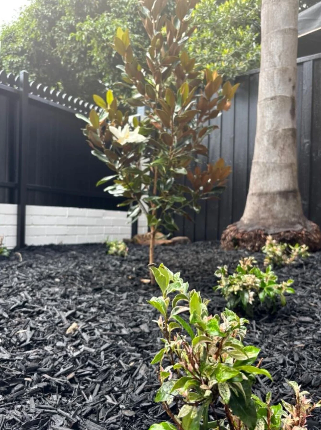 paddington plant installation