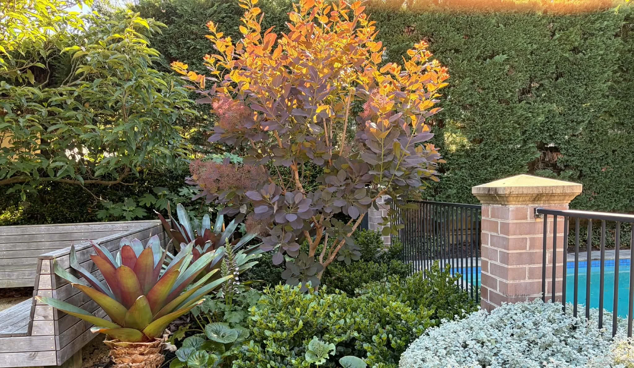 pool-garden-bromeliad-succulents.jpg