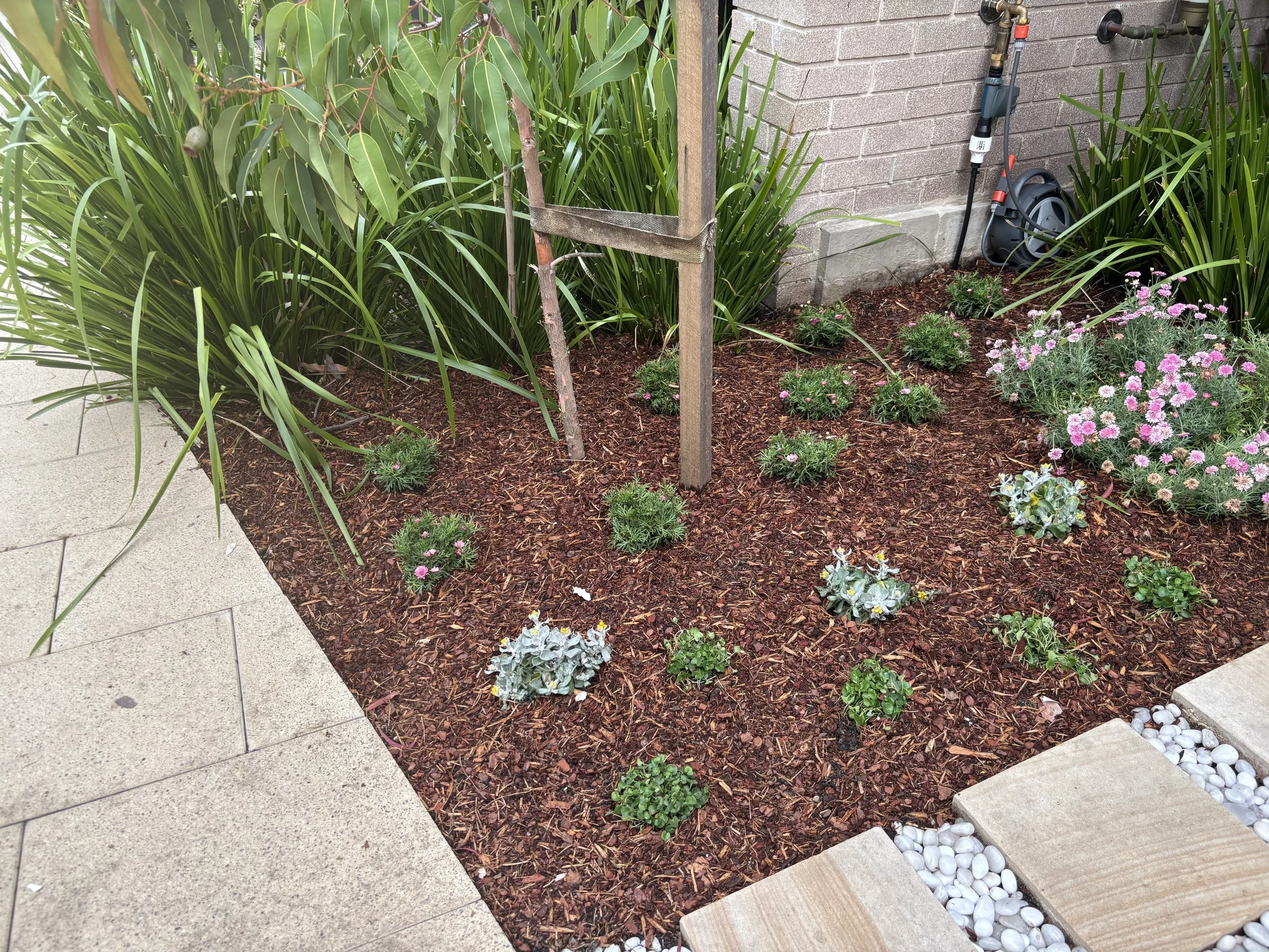 willoughby-planted-bed-gum-plugs-after-oct2025.jpg