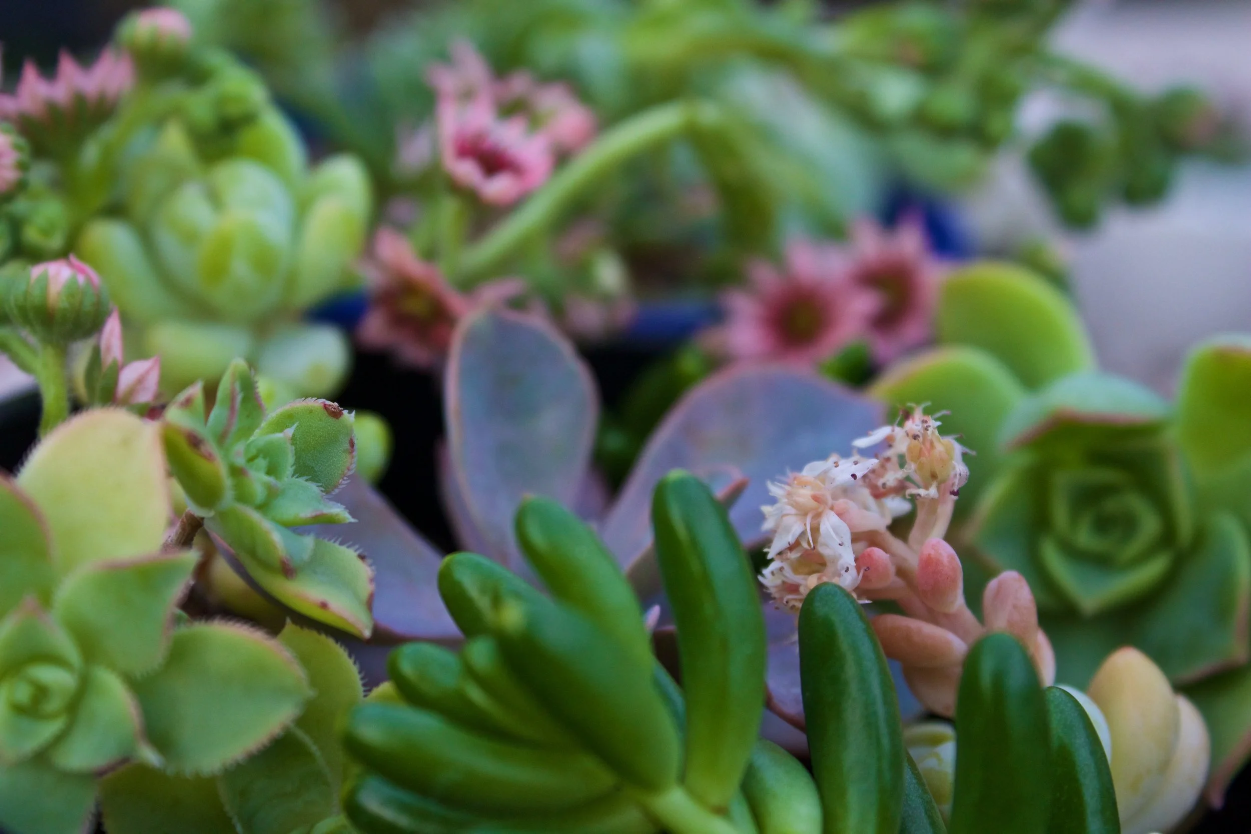 succulent-macro-pink-blooms-aeonium.jpg