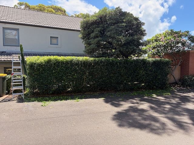 laneway-hedge-squared-after-feb2026.jpg
