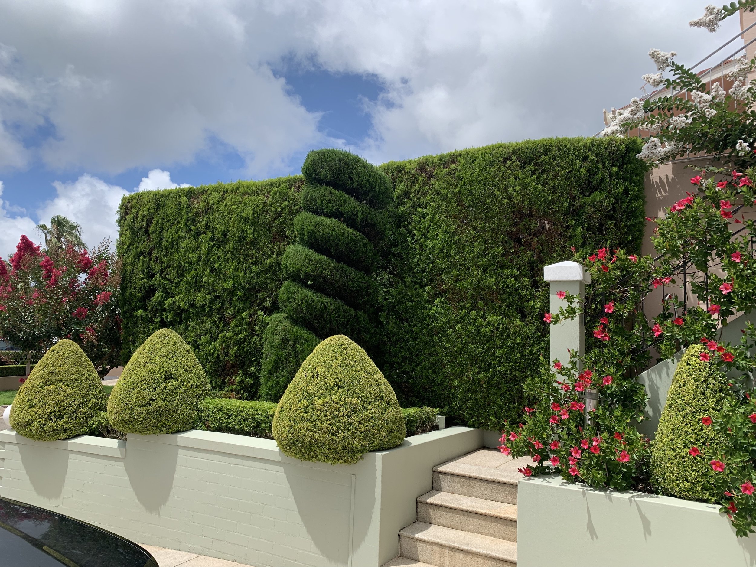 spiral-topiary-conifer-hedge.jpg