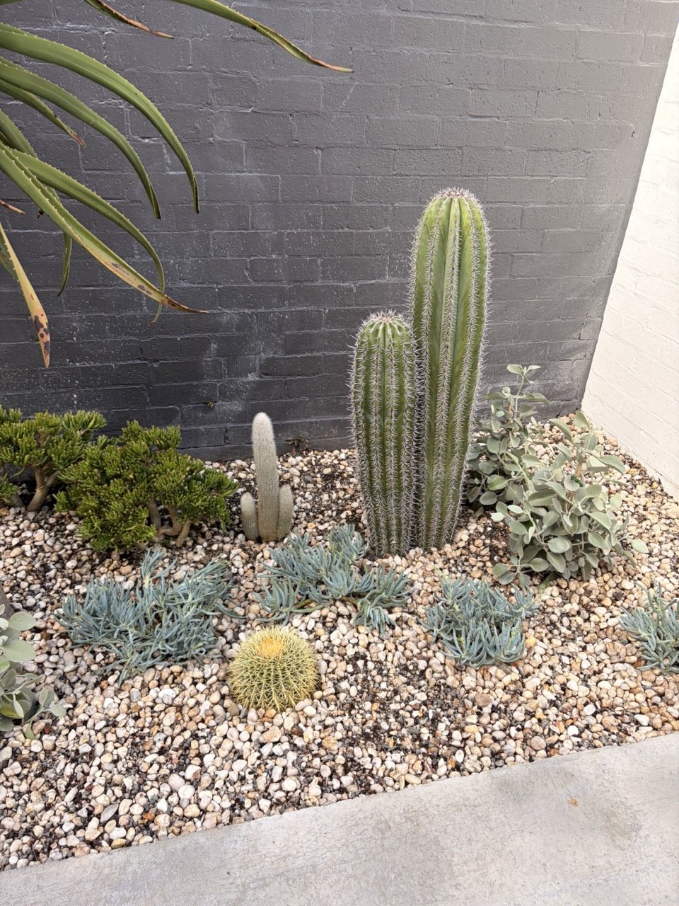 surry-hills-cleistocactus-jade-detail-after.jpg