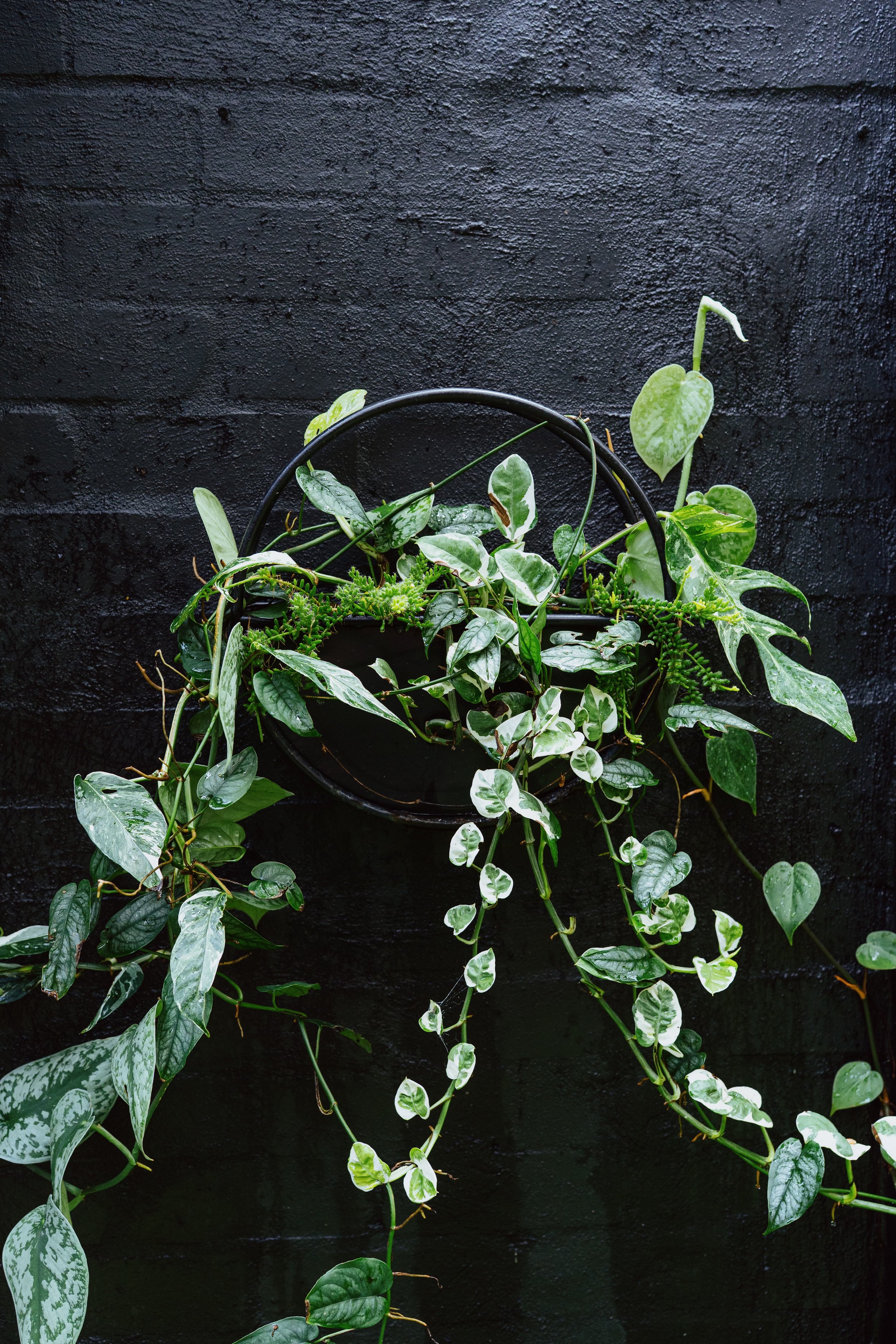 bondi-wall-planter-epipremnum-satin-pothos.jpg