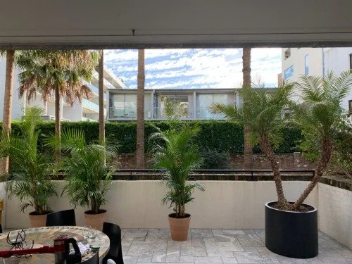 Outdoor garden with large orange aloe flowers, paved walkway, glass fence, potted succulents, and blue sky with white clouds.