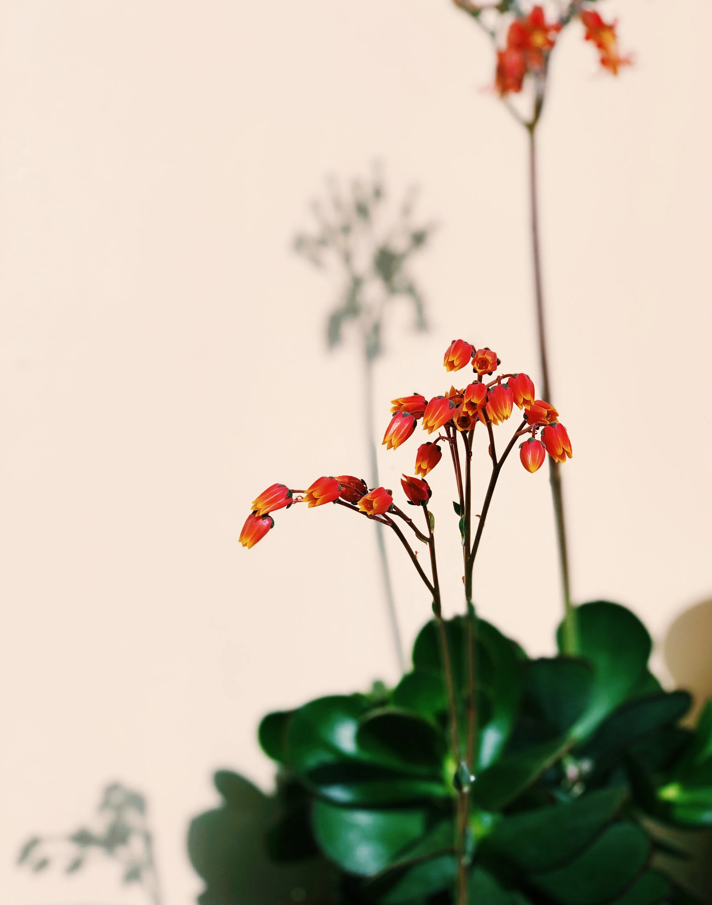 kalanchoe-bloom-cream-wall-portrait.jpg