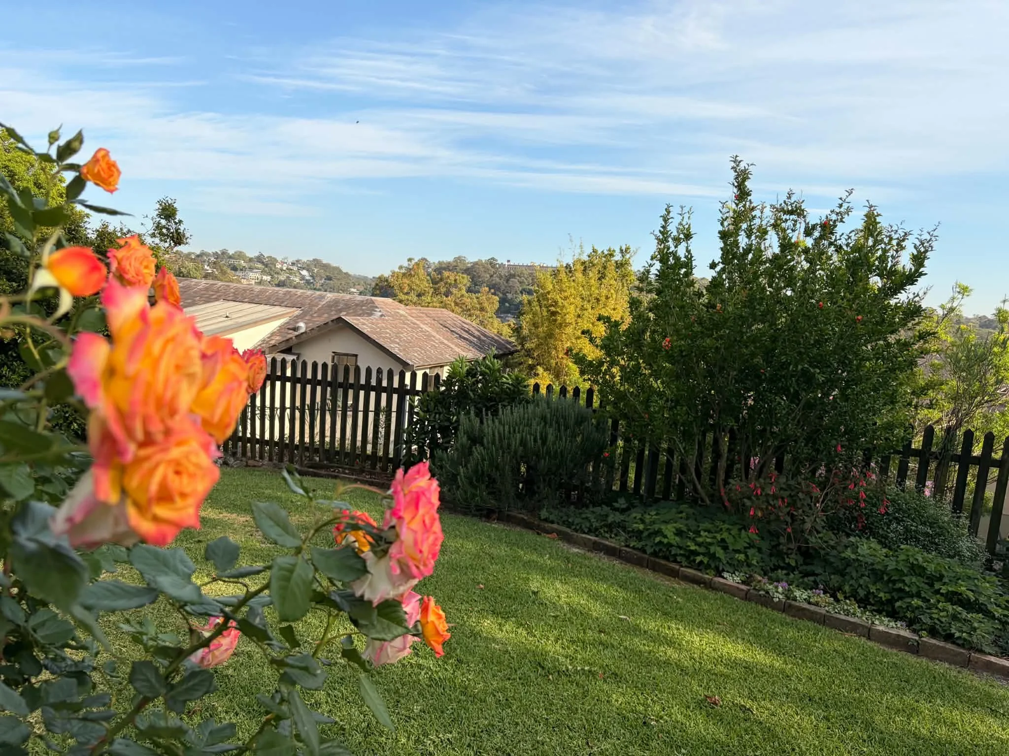 orange-rose-macro-picket-fence-lawn.jpg