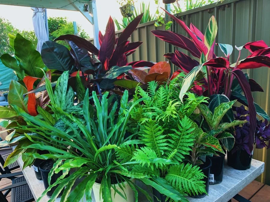 Climate-Fit Plant Selection