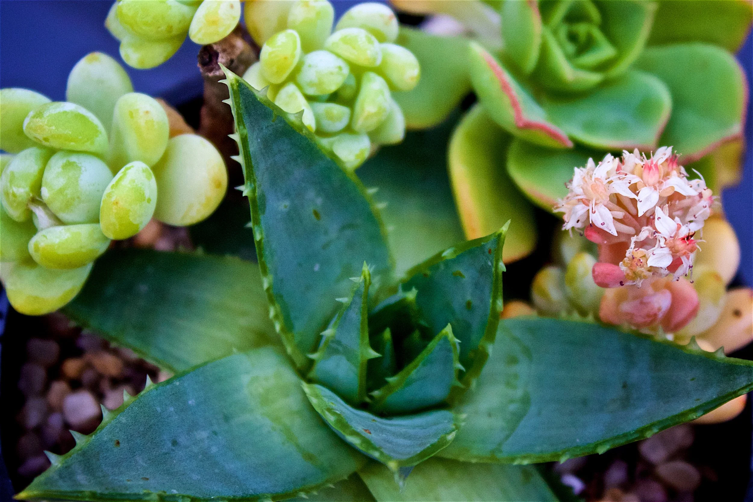 aloe-rosette-macro-jelly-bean-sedum.jpg