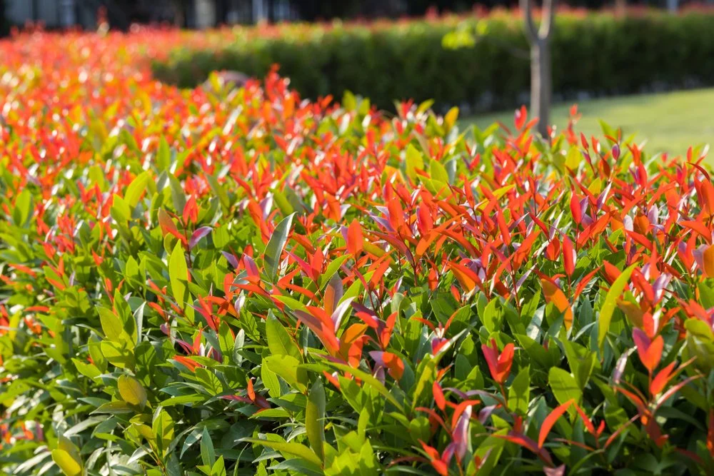LILLY PILLY HEDGE