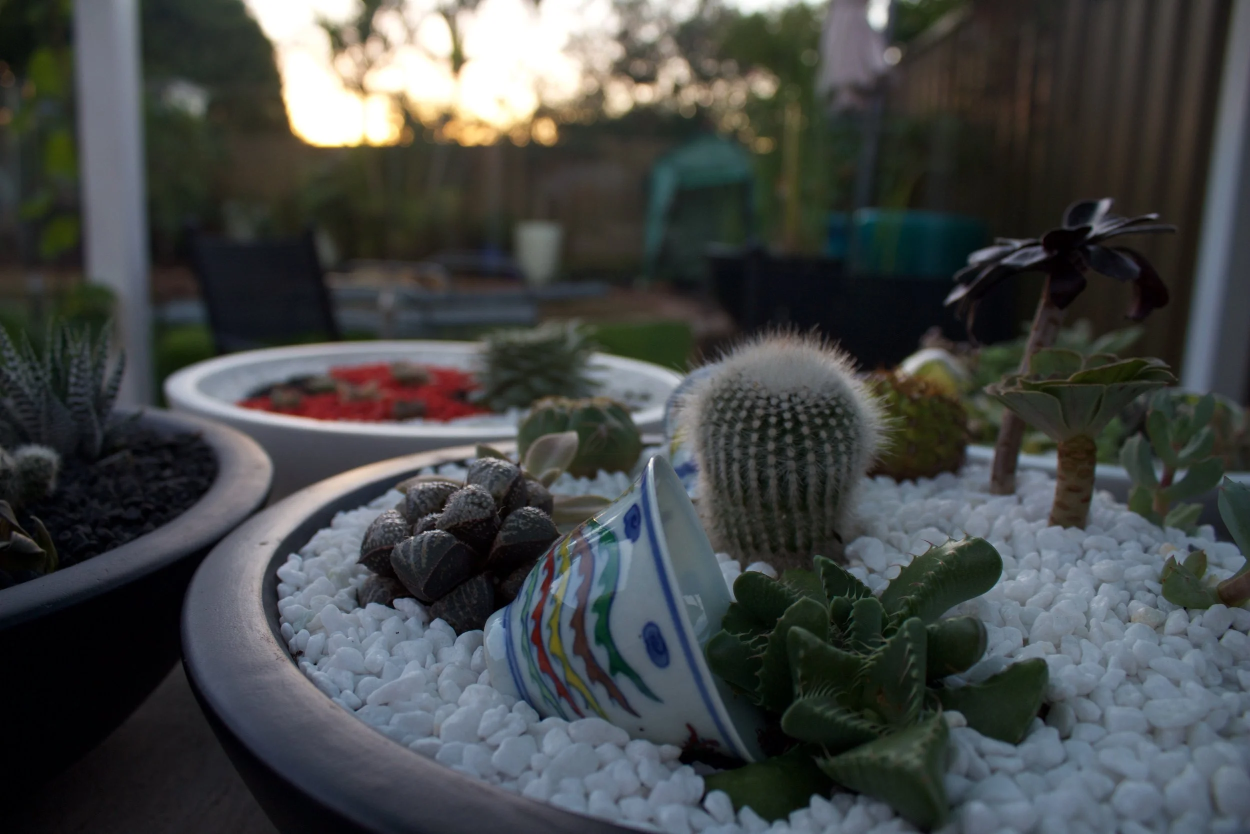 teacup-dish-garden-golden-hour.jpg