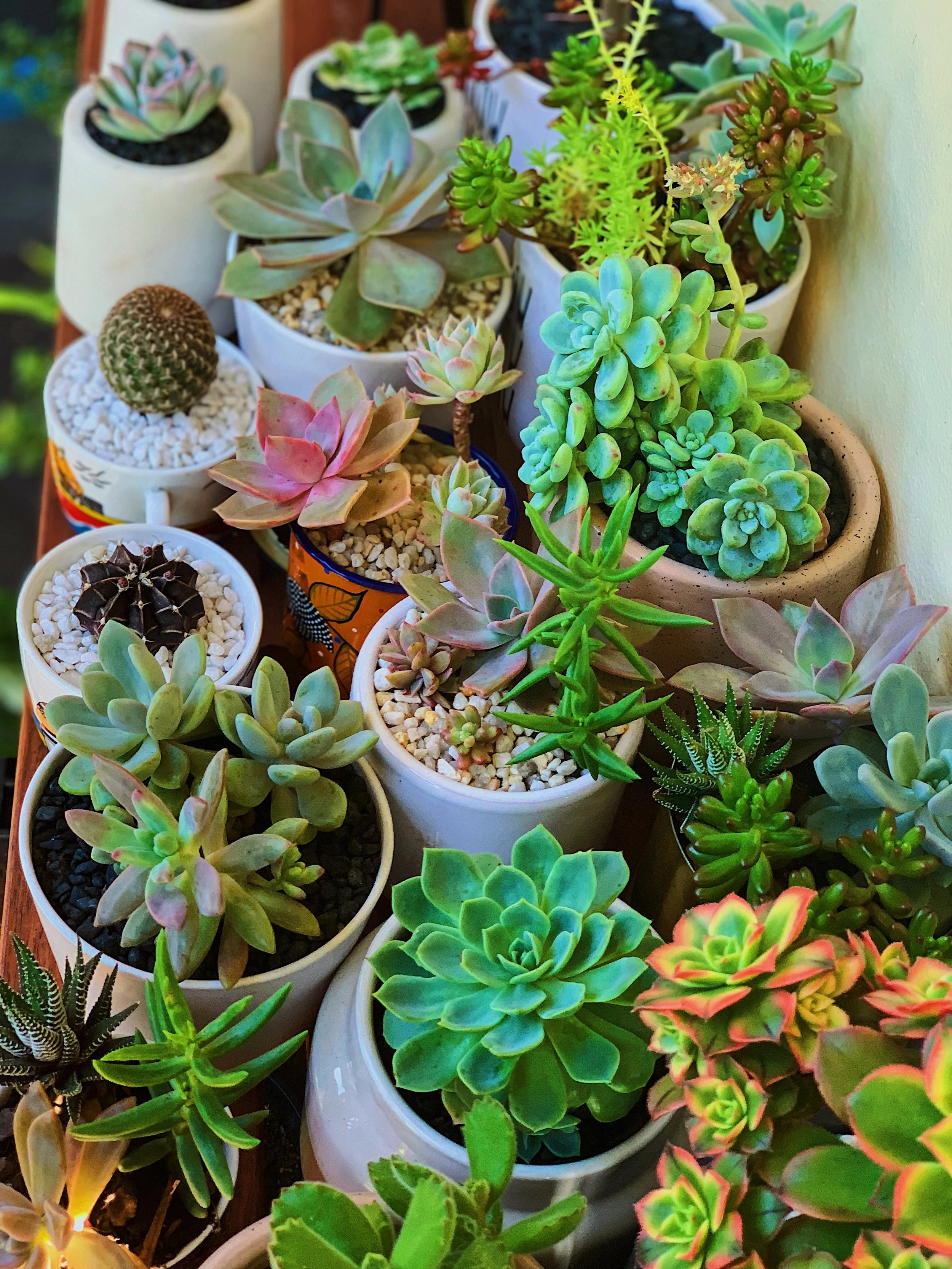 succulent-pots-overhead-collection.jpg