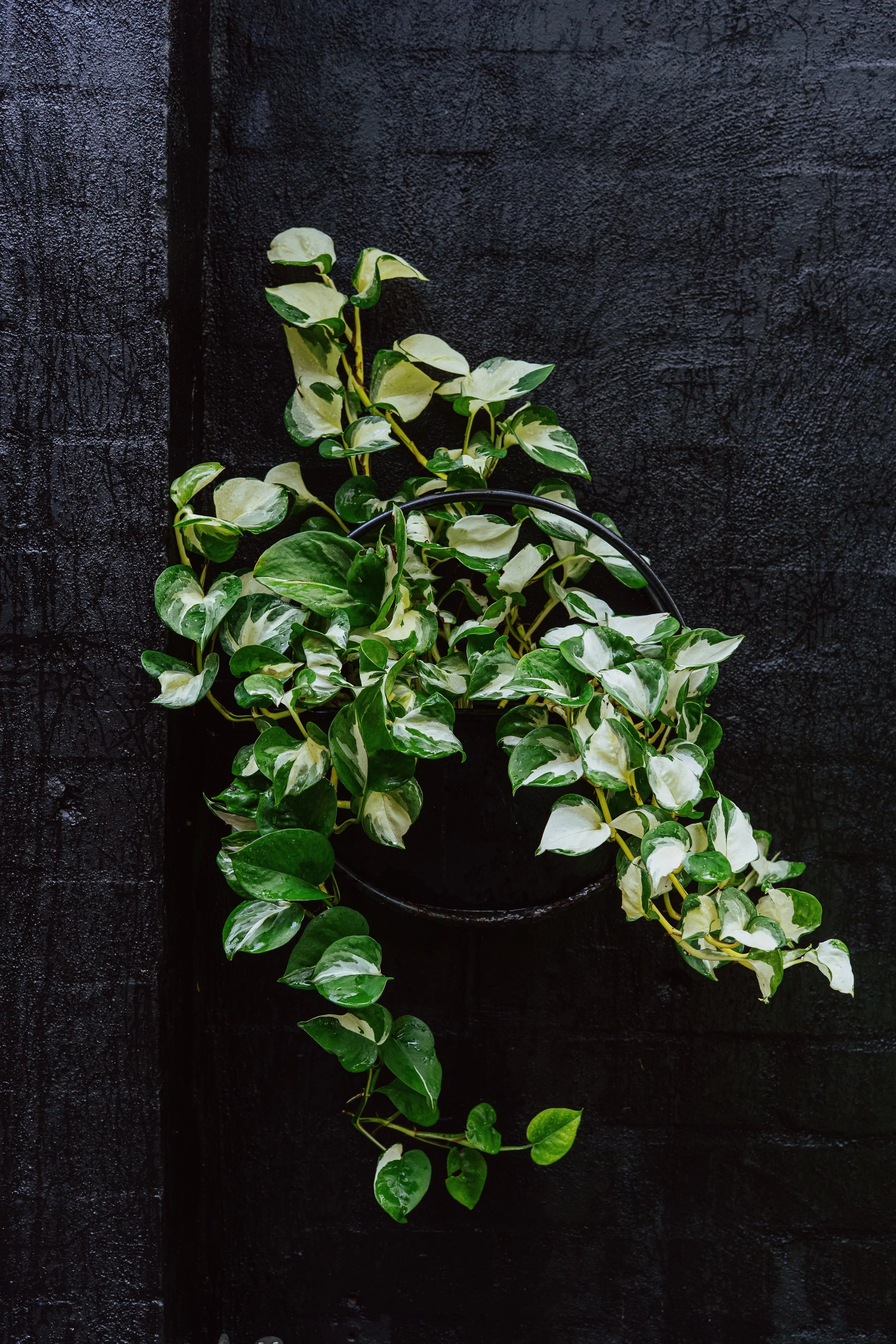 bondi-ring-planter-marble-queen-pothos.jpg