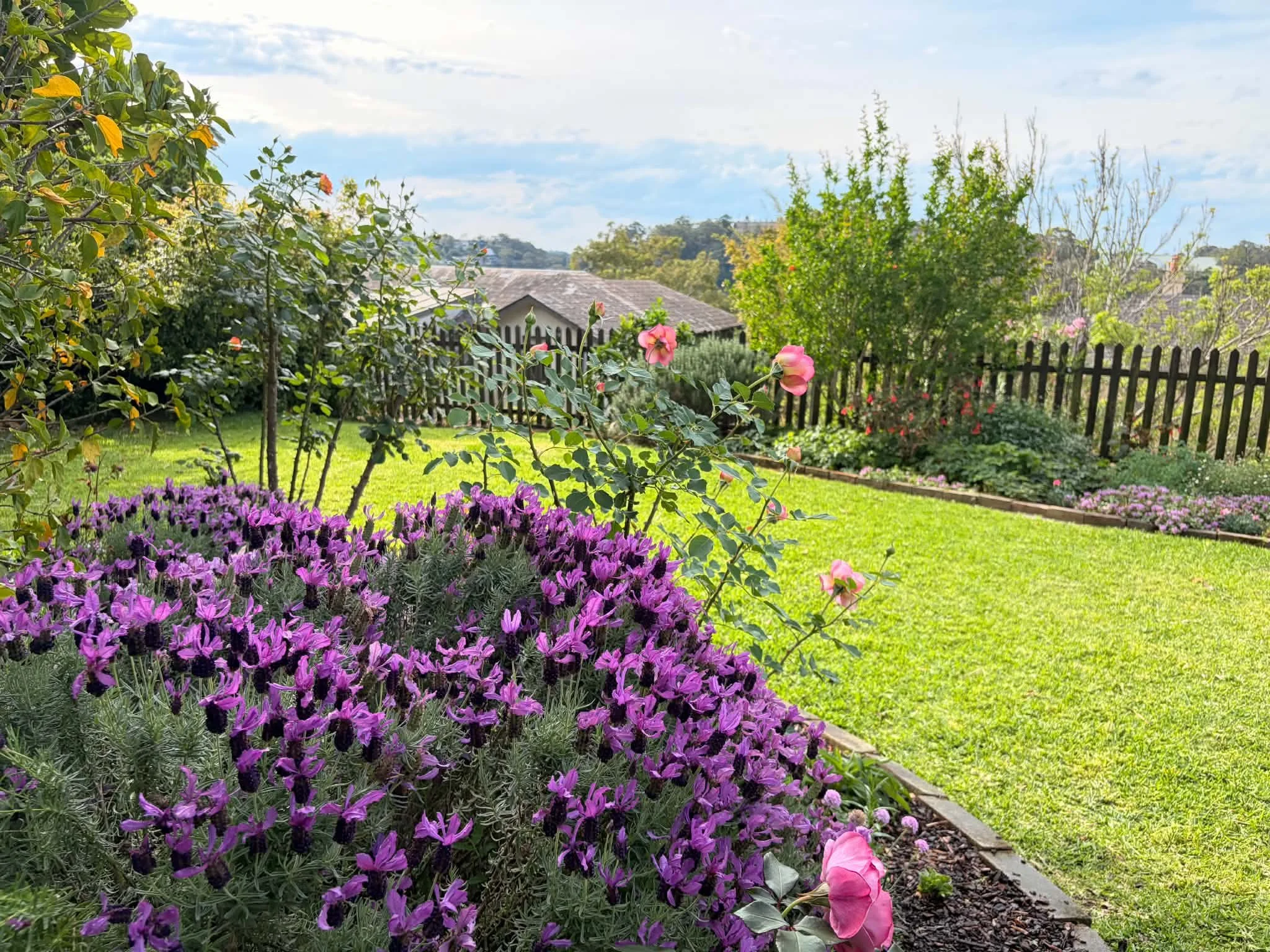 purple-salvia-bed-picket-fence-lawn.jpg