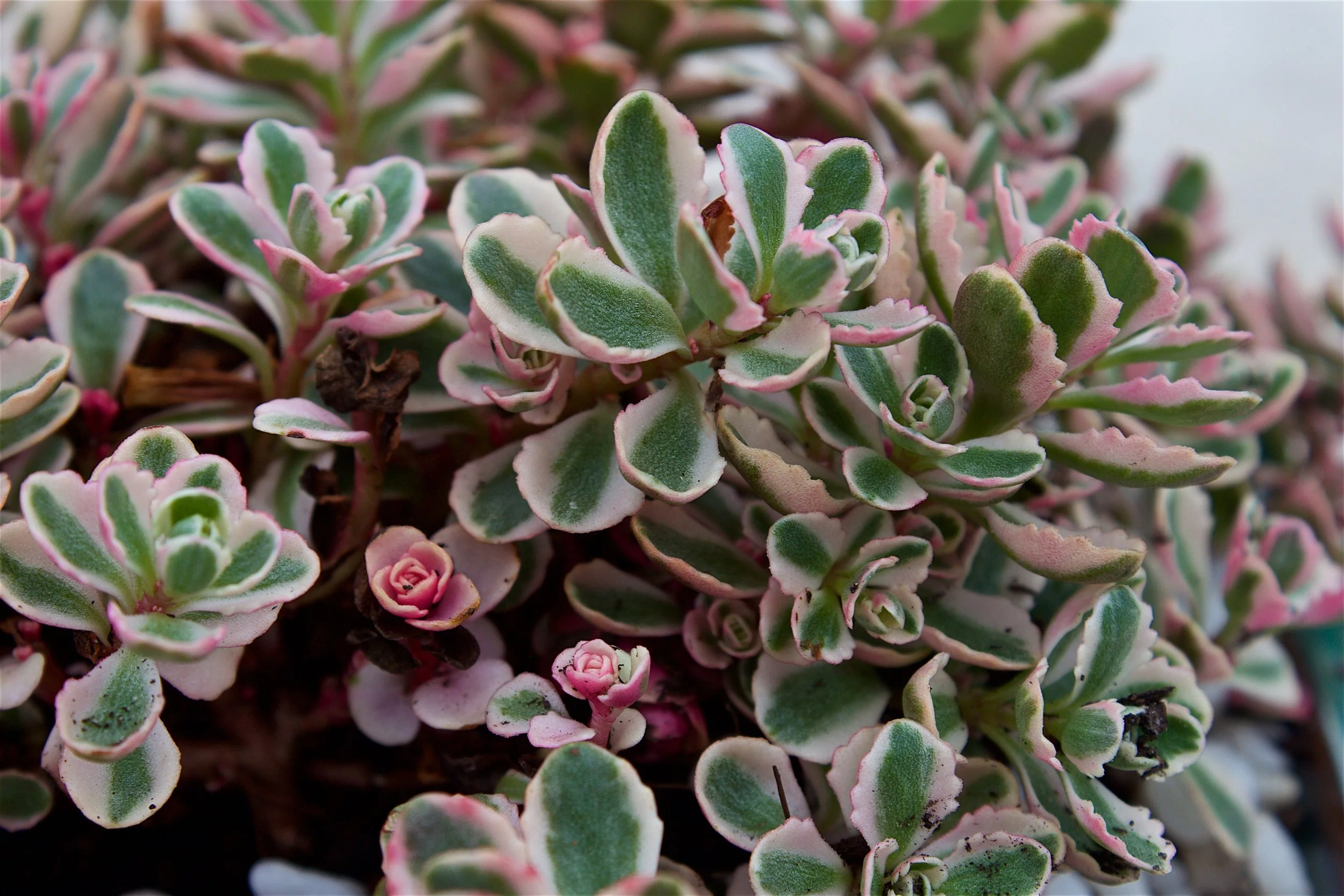 tricolor-sedum-macro-scalloped.jpg