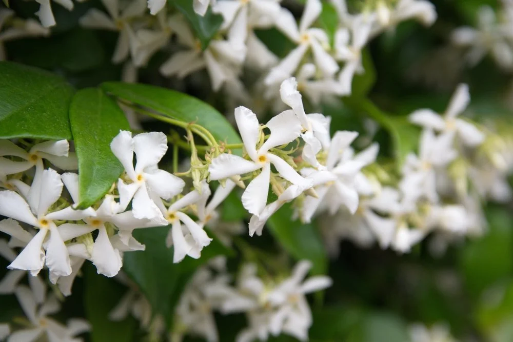 star jasmine close up