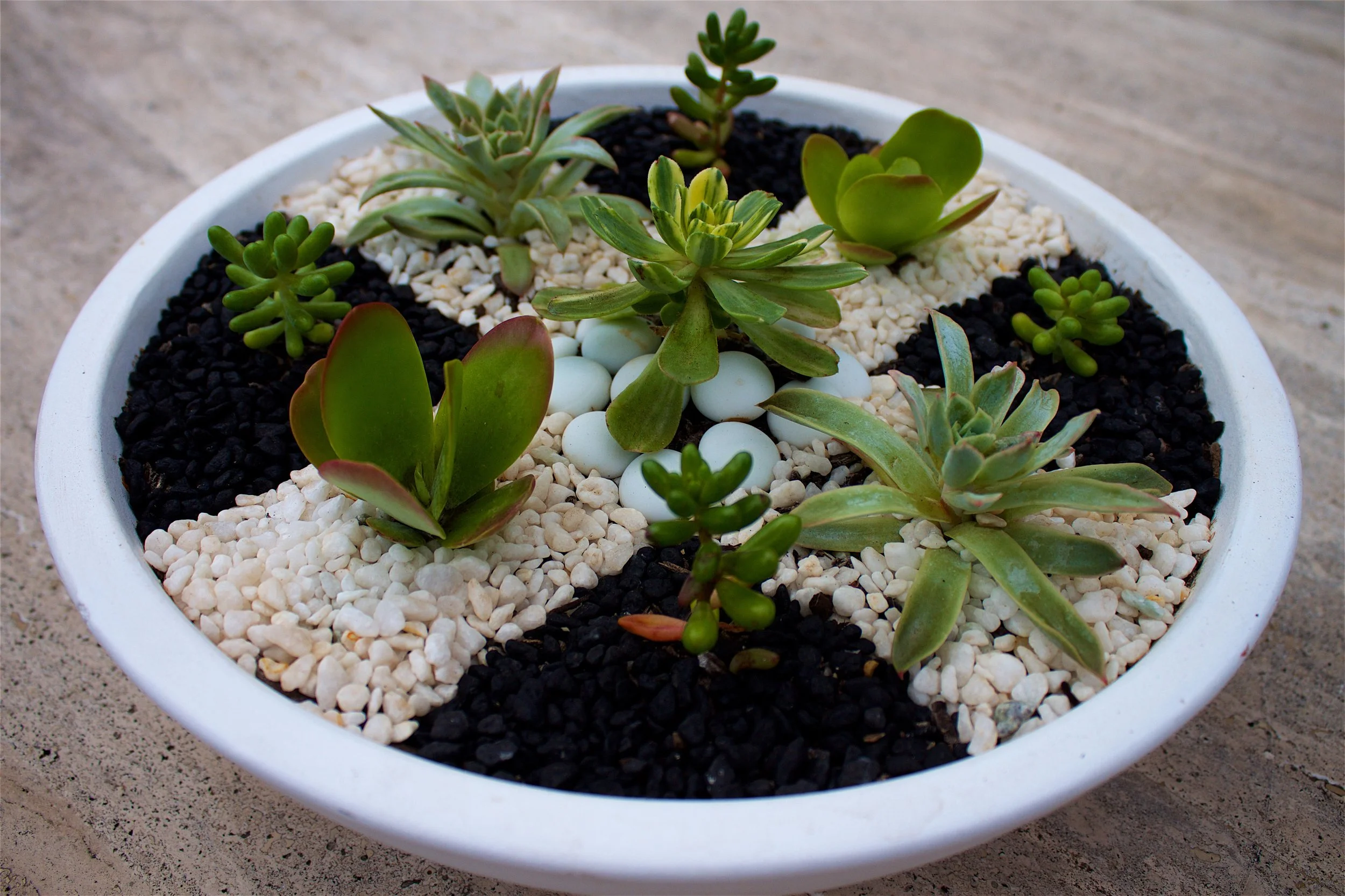 succulent-dish-garden-checkerboard.jpg