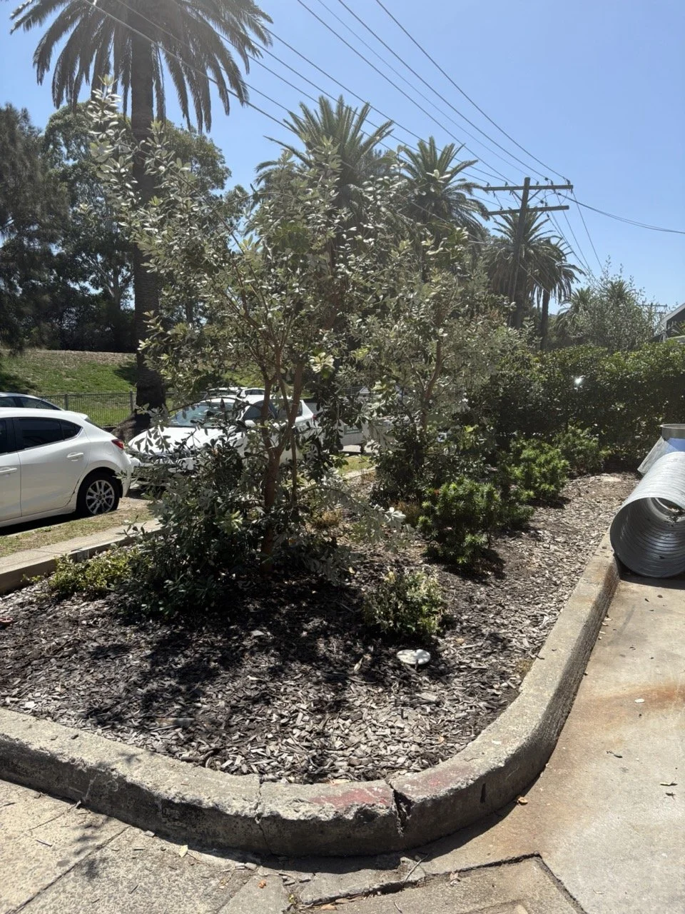 botany-corner-bed-kerb-banksias-feb2026.jpg