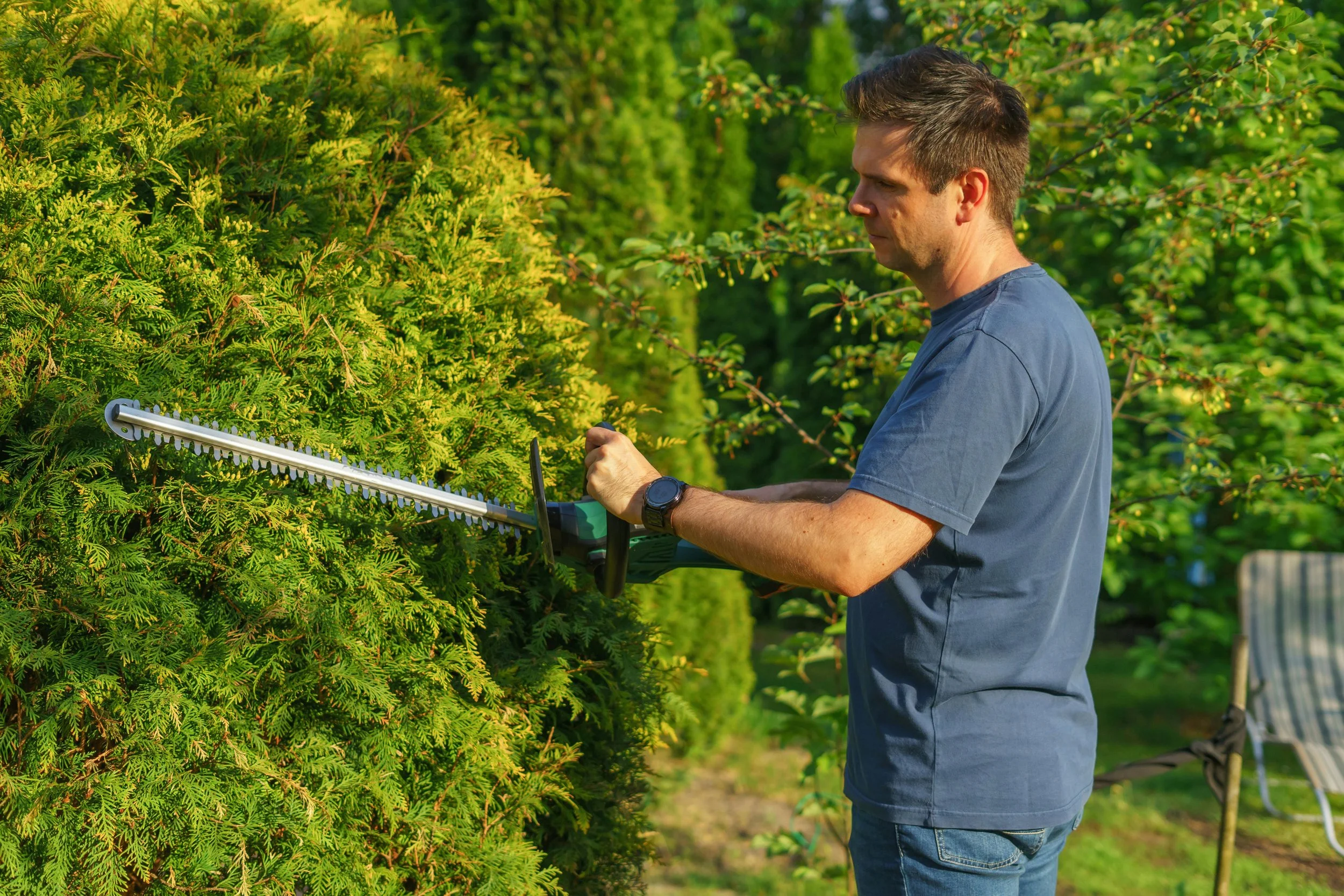 Man trimming hedge with electric hedge trimmer in a garden