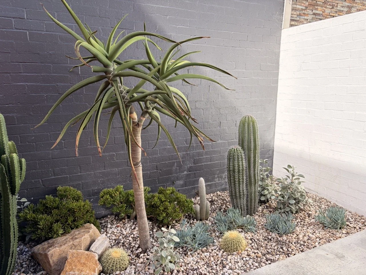 surry-hills-tree-aloe-centre-cacti-after.jpg