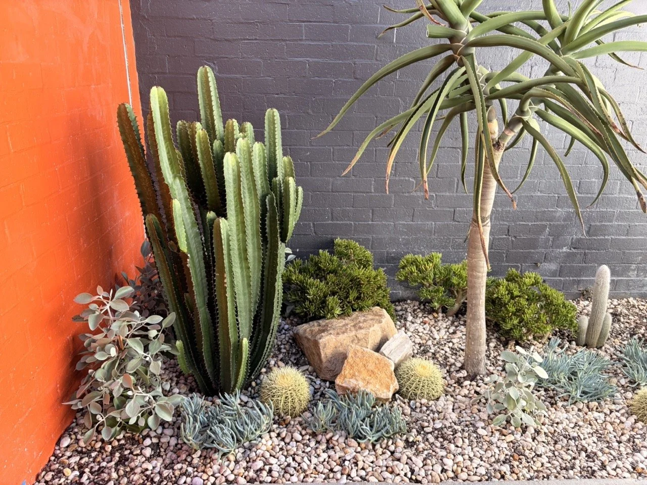 surry-hills-bed-angle-barrel-cactus-after.jpg