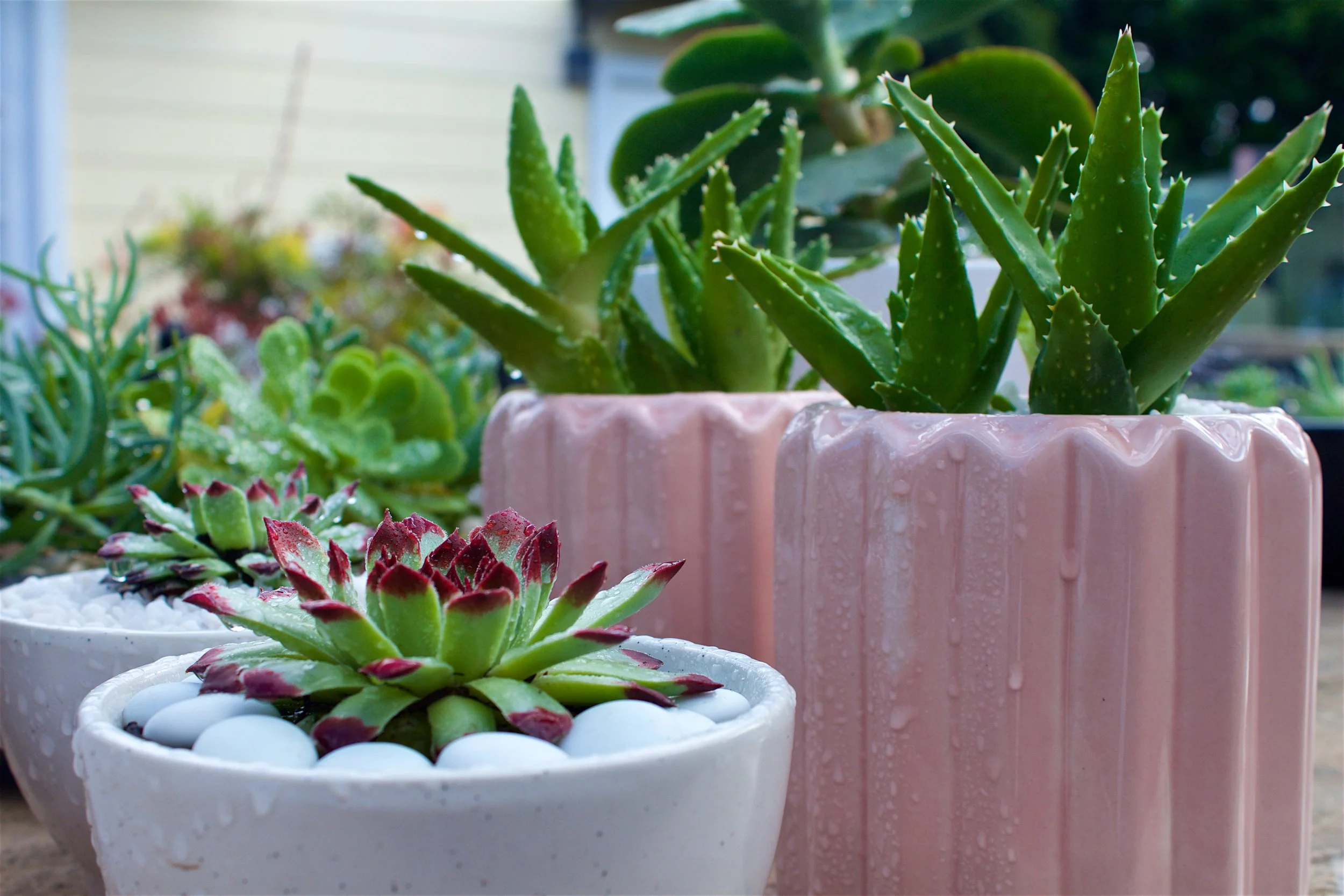 succulent-pots-after-rain-sempervivum.jpg
