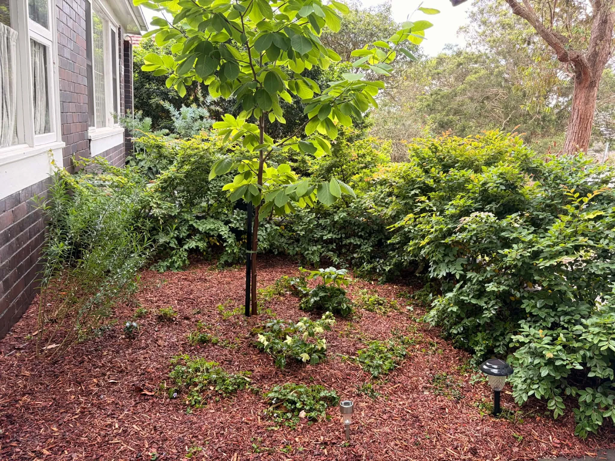 young-tree-mulched-bed-clipped-hedge.jpg