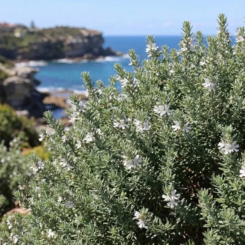 coastal rosemary westringaia
