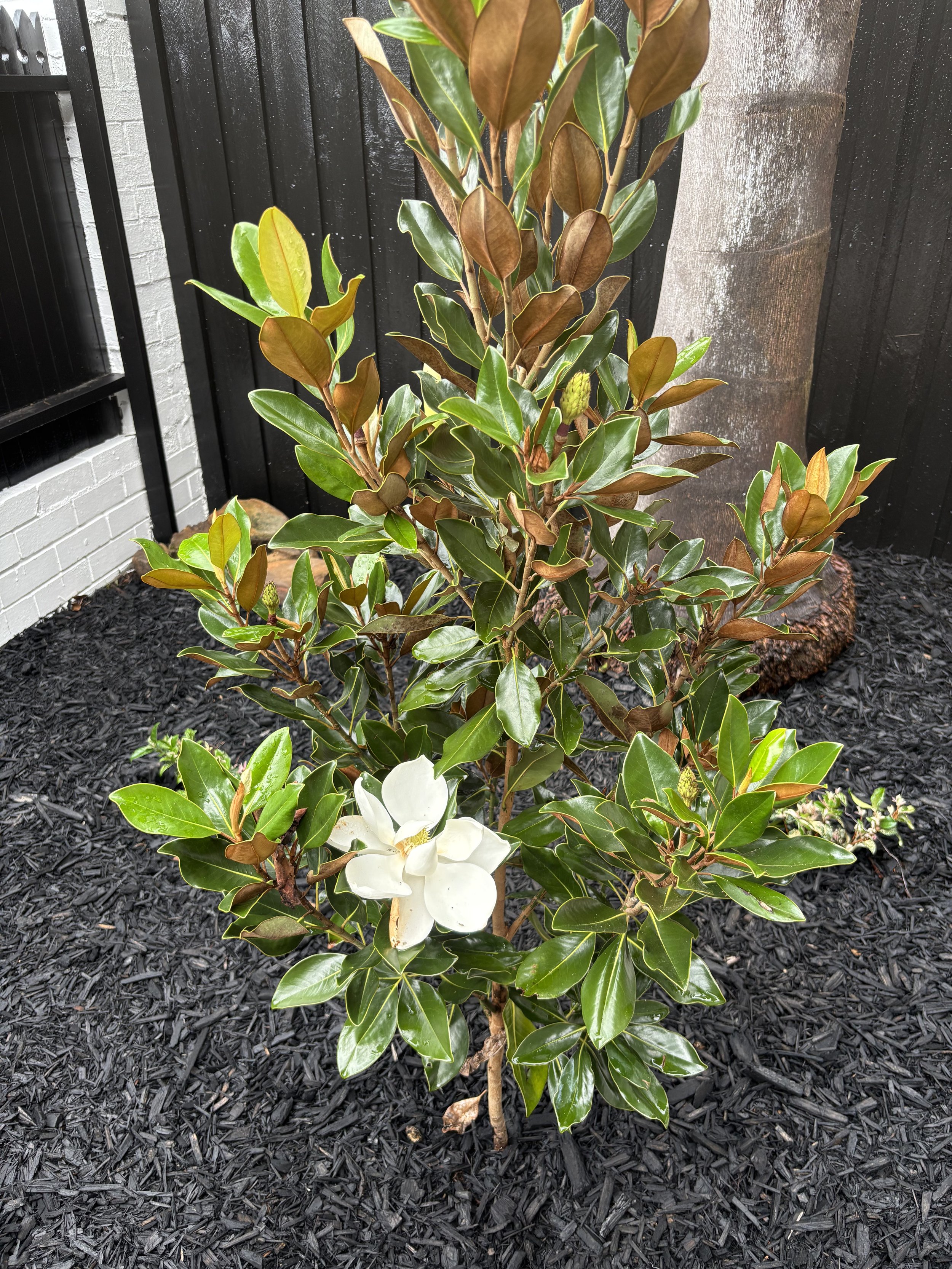 centennial-park-little-gem-magnolia-bloom.jpg