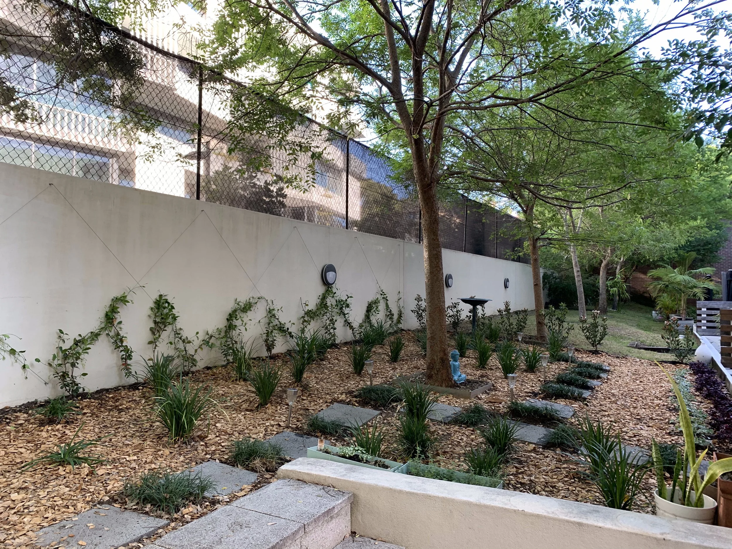 randwick-courtyard-bed-wall-jasmine-espalier-wide-2.jpg