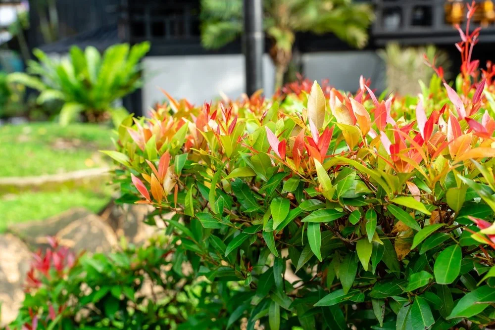 Lilly Pilly Garden