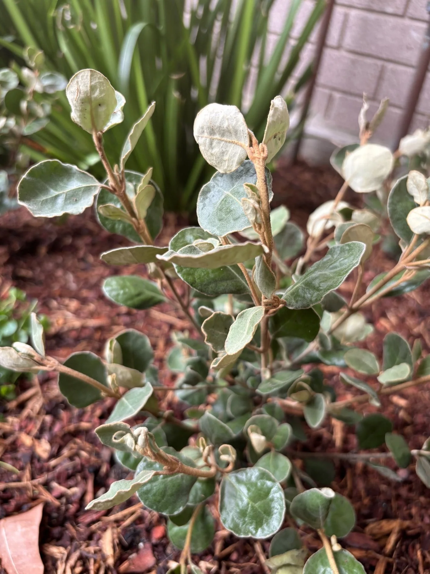 willoughby-correa-foliage-macro-oct2025.jpg