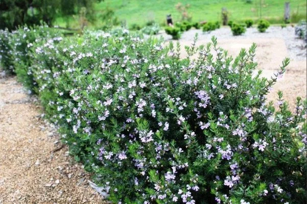 coastal rosemary westringaia