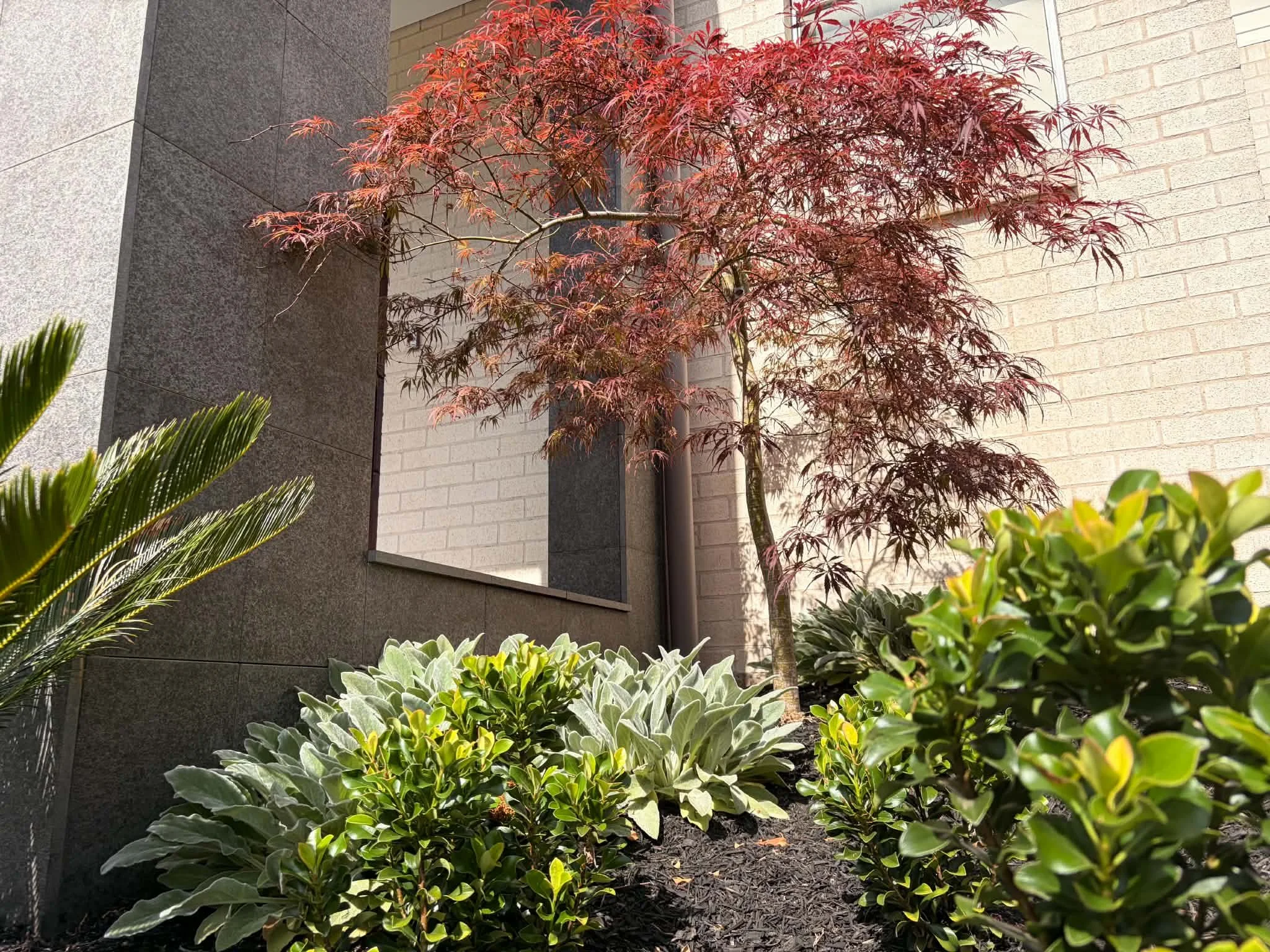 castle-hill-entry-japanese-maple-rendered-wall.jpg