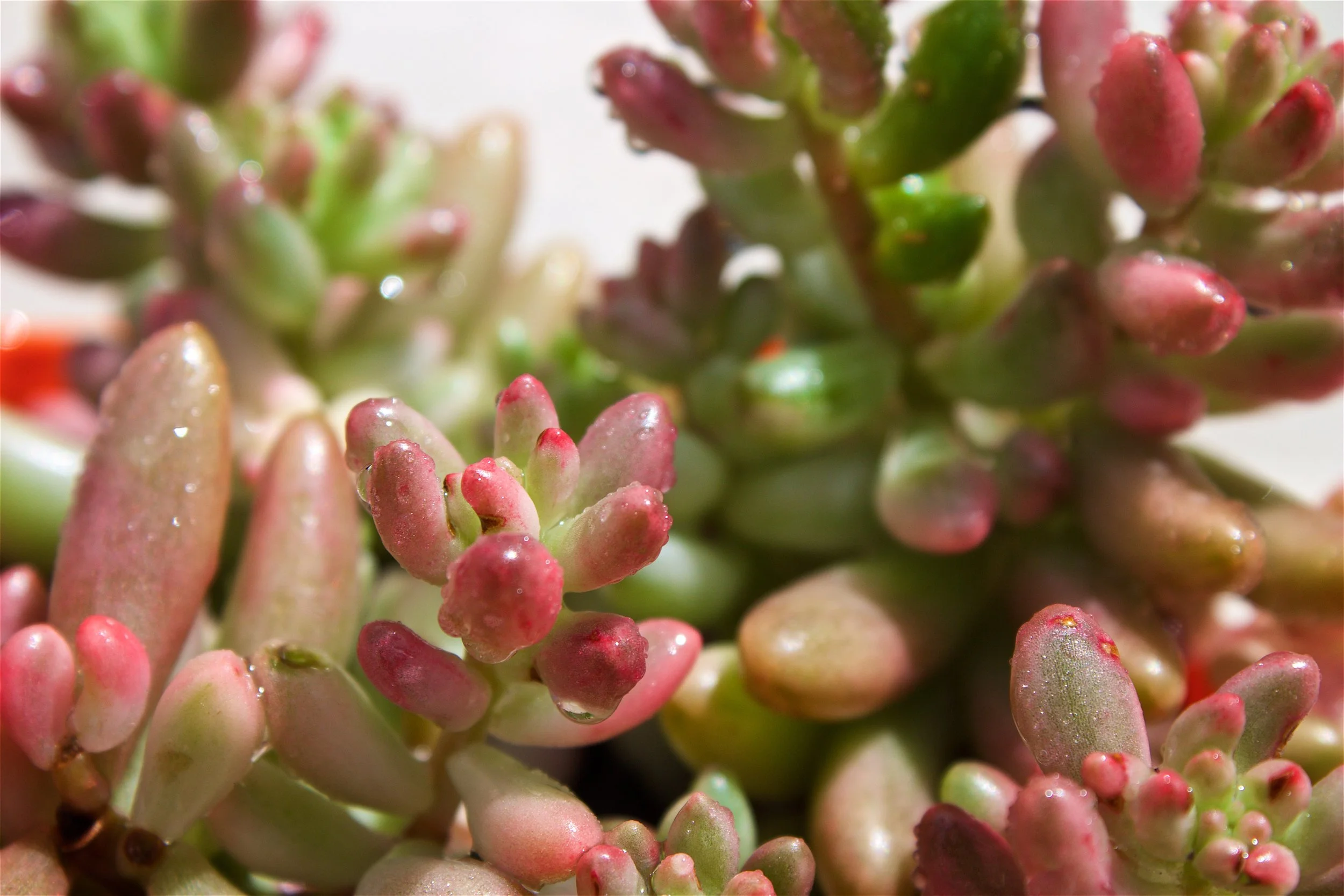jelly-bean-sedum-macro-droplets.jpg