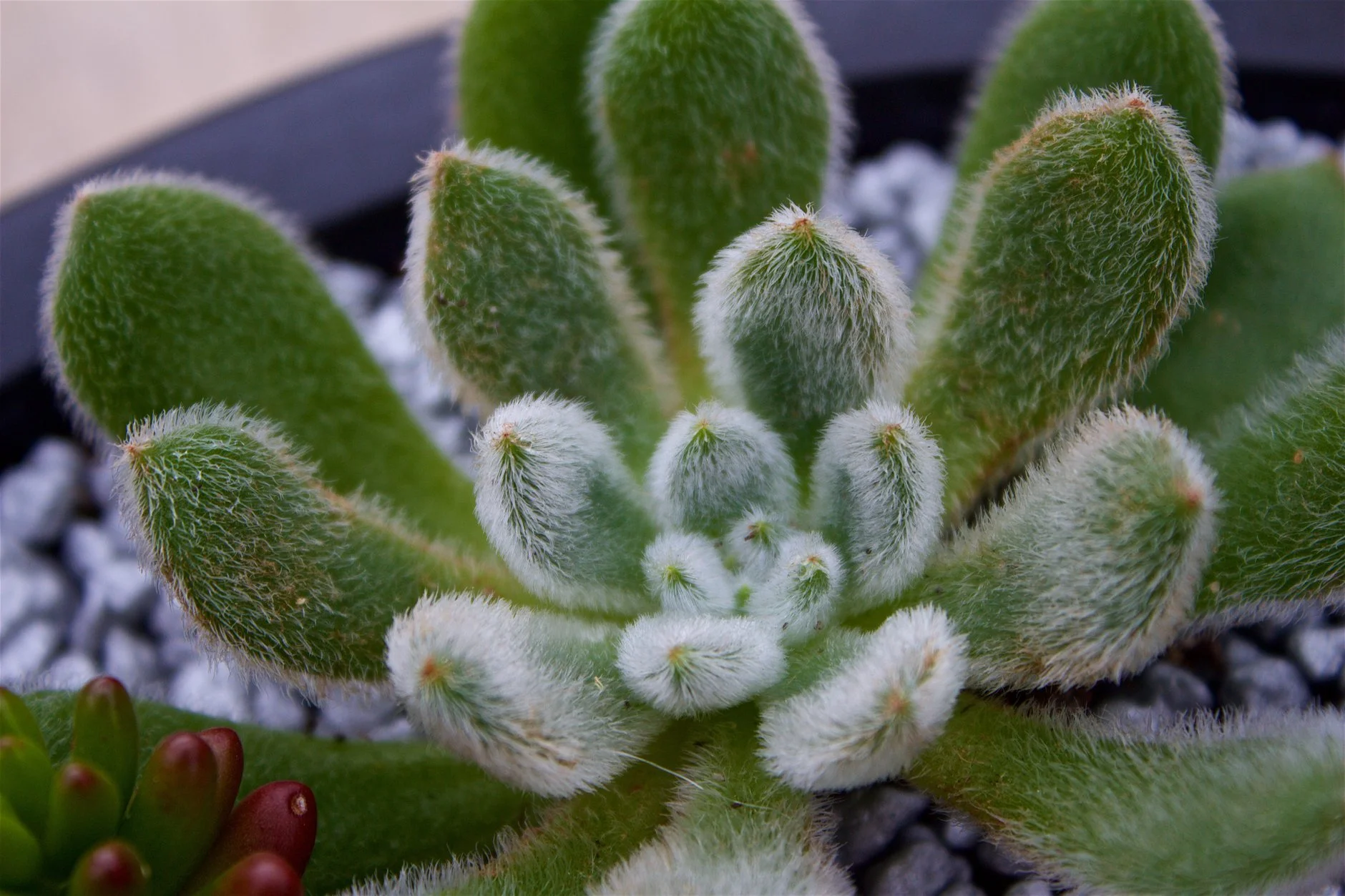 echeveria-setosa-macro-silver-pebbles.jpg
