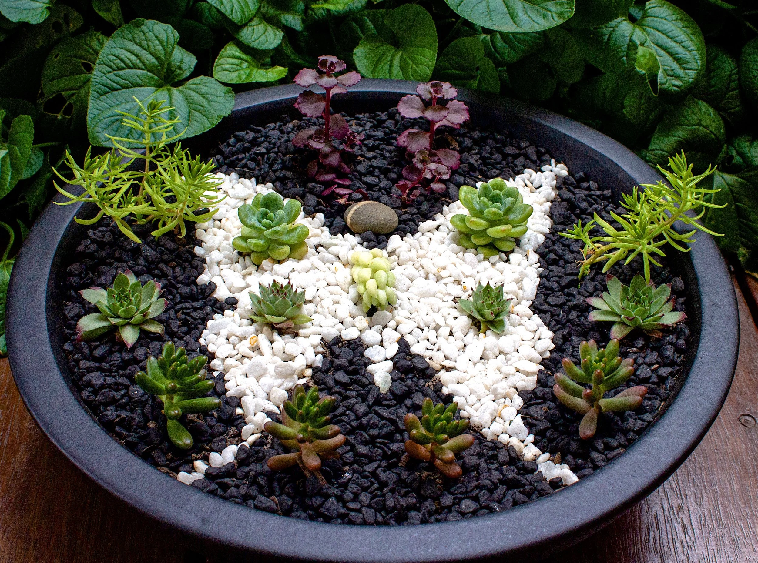 succulent-dish-garden-butterfly-motif.jpg