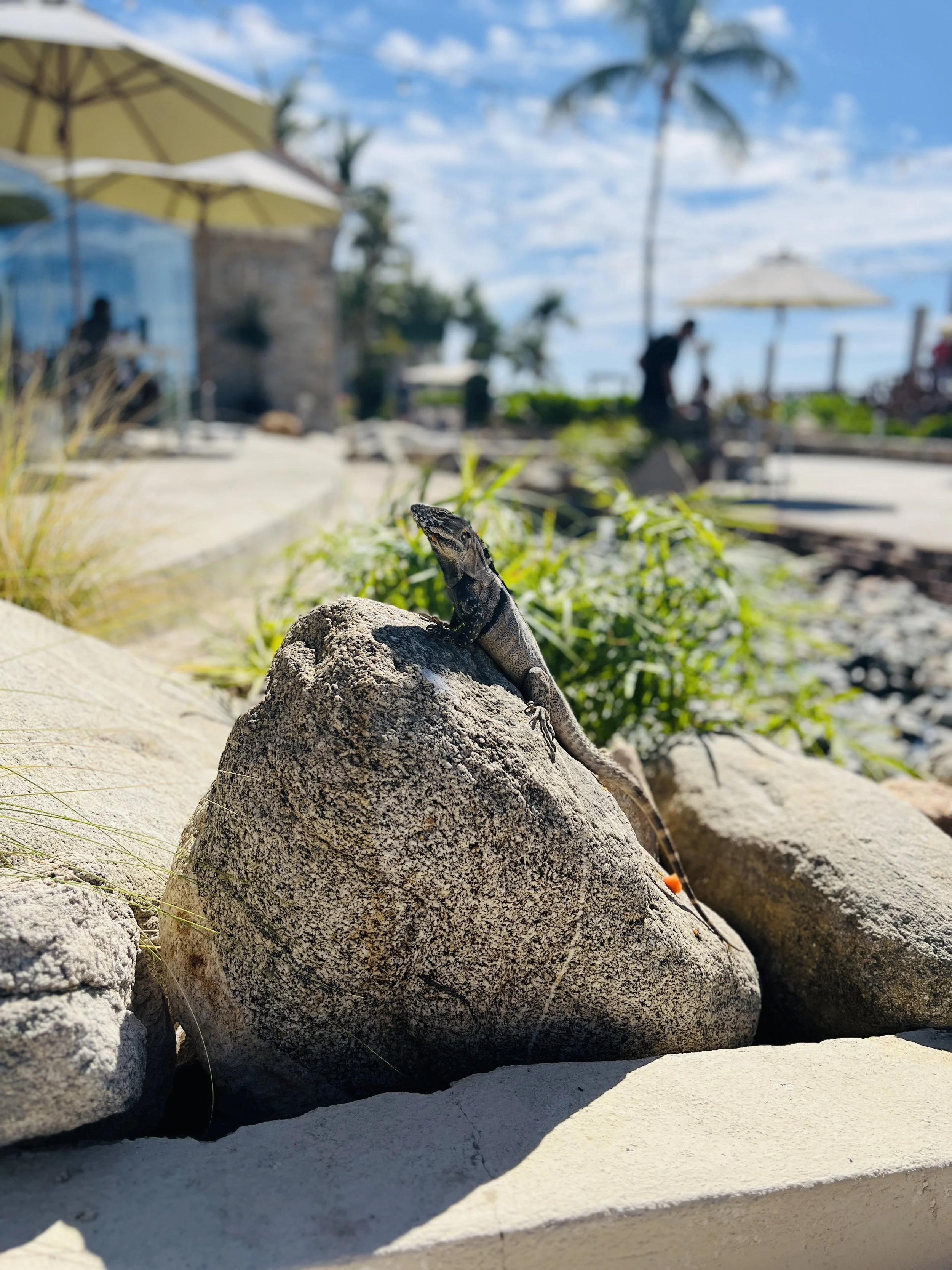 Cabo Lizard