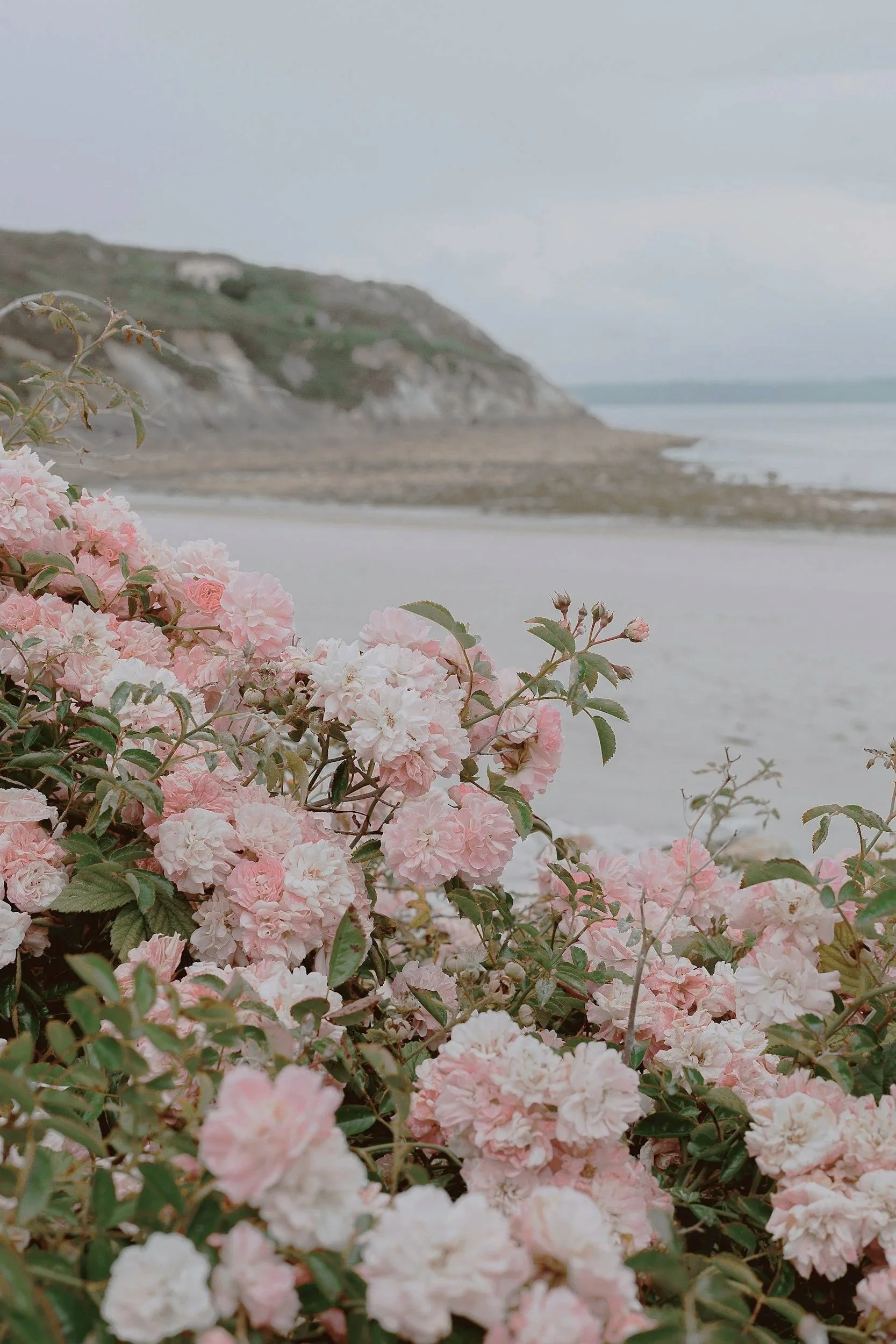 Pink and white flowers on a bush near a seaside landscape with cliffs in the background.