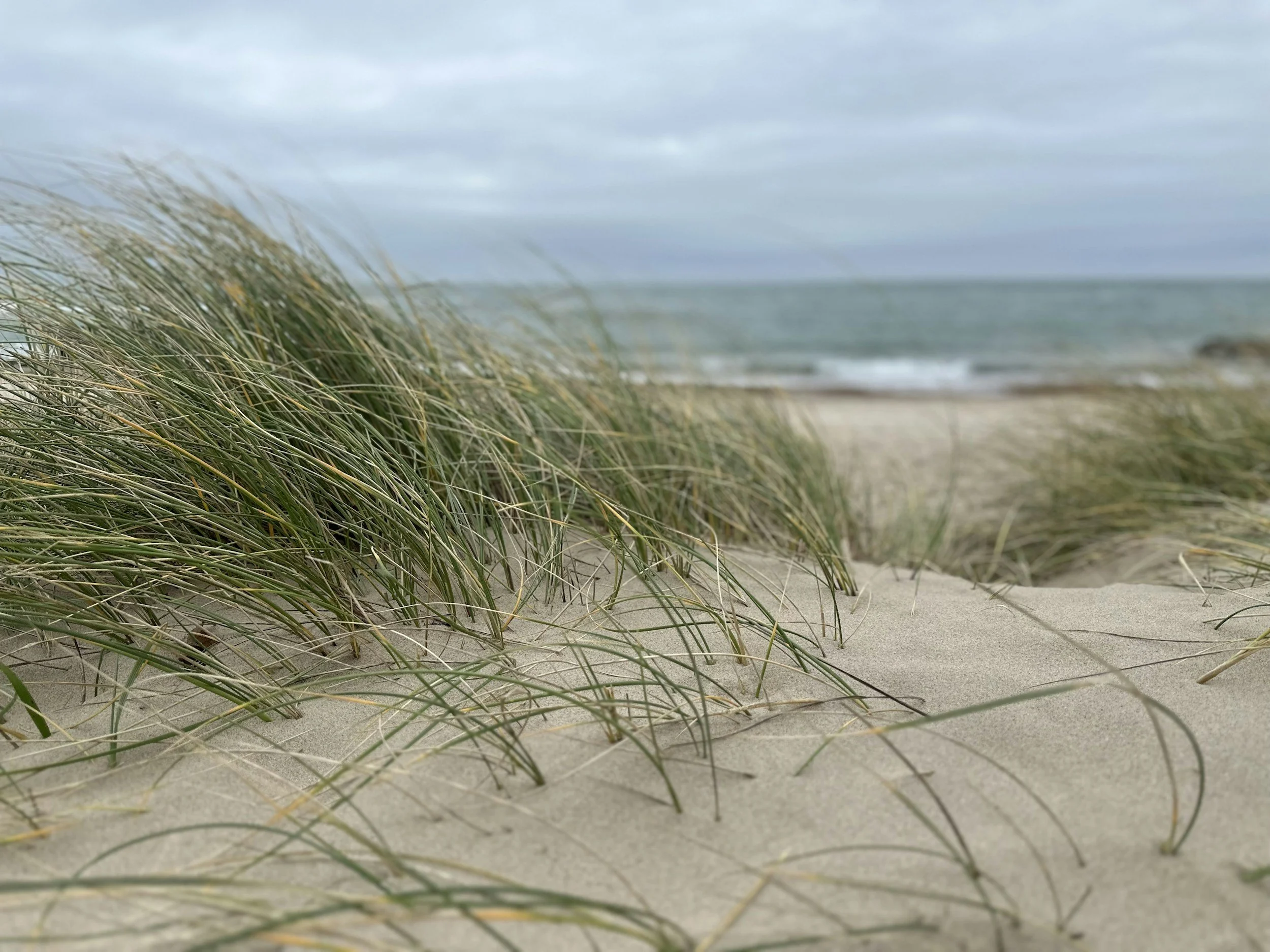 Sandy beach with tall grass dunes and the ocean in the background under a cloudy sky.