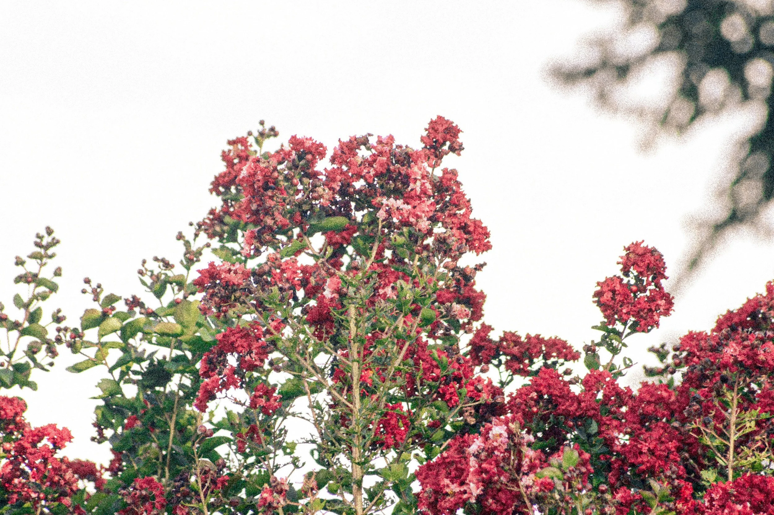 pink flowers and trees in nature