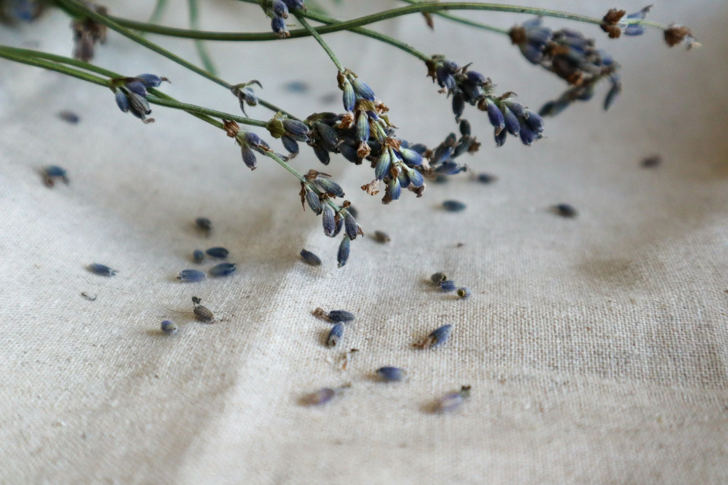flowers and petals on canvas