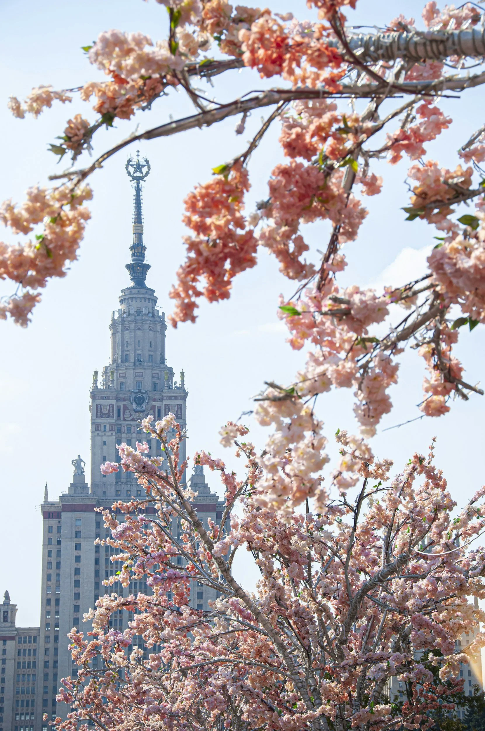 Pink cherry blossoms in bloom in front of the historic Palace of Culture and Science in Warsaw, Poland, under a clear blue sky.