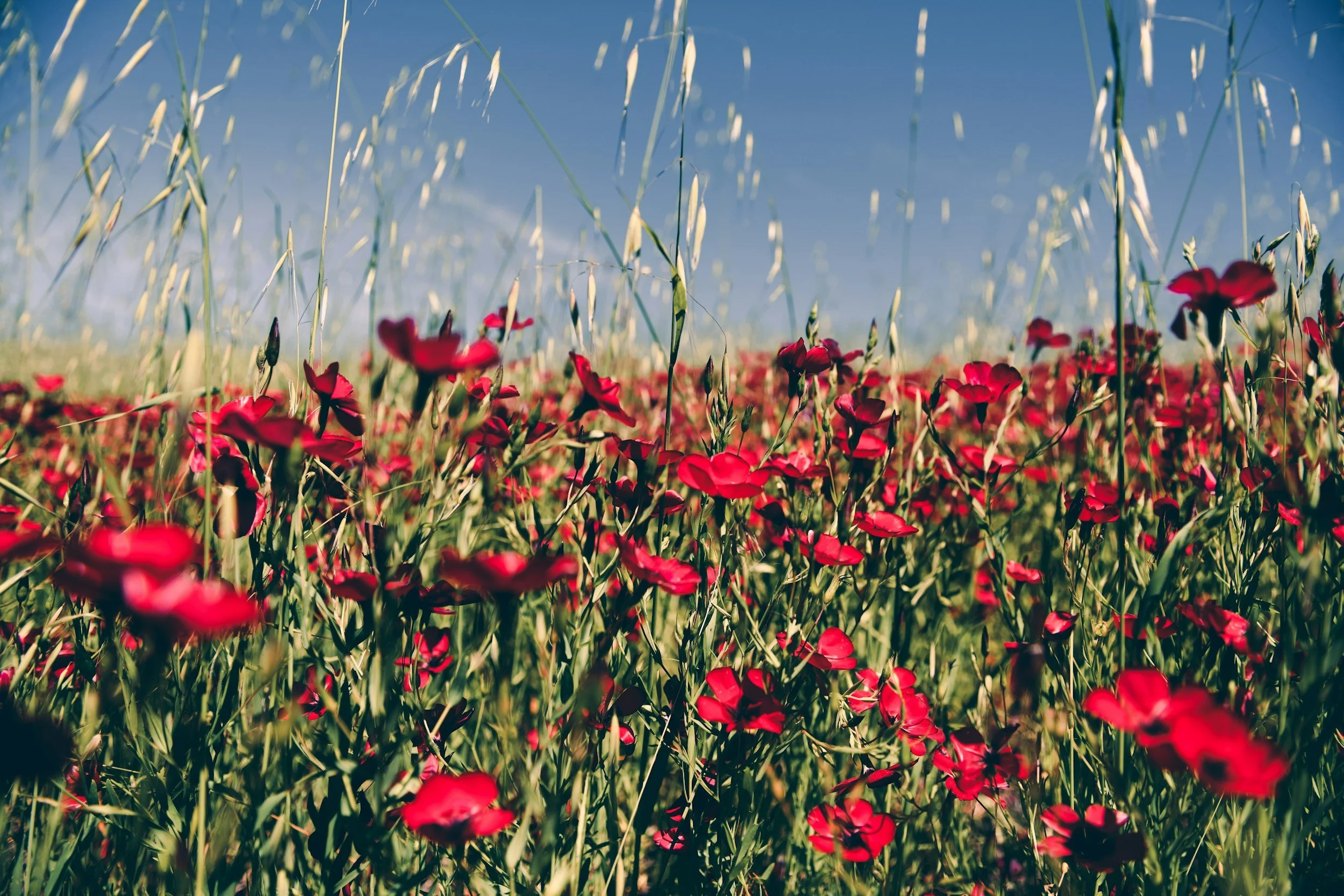 A field of red flowers and tall grasses under a blue sky.