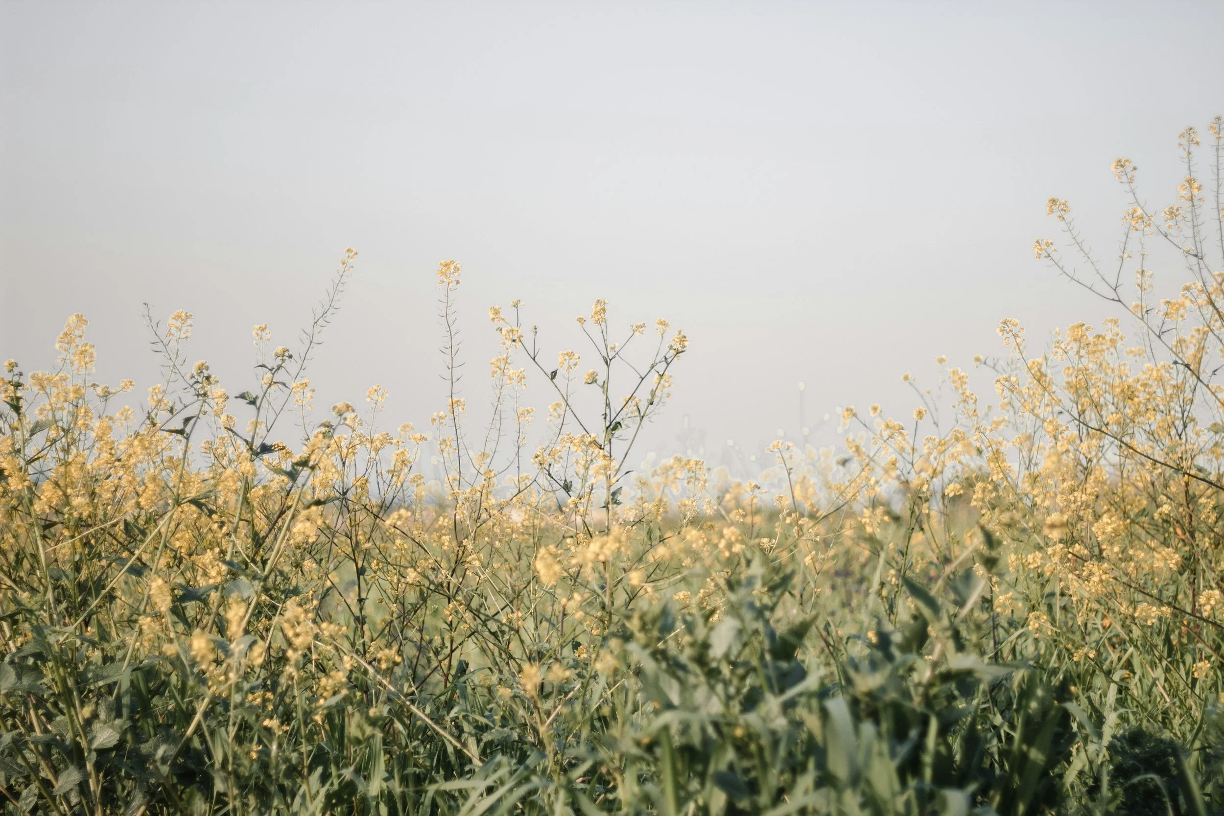 A field of yellow flowers with a hazy sky in the background.