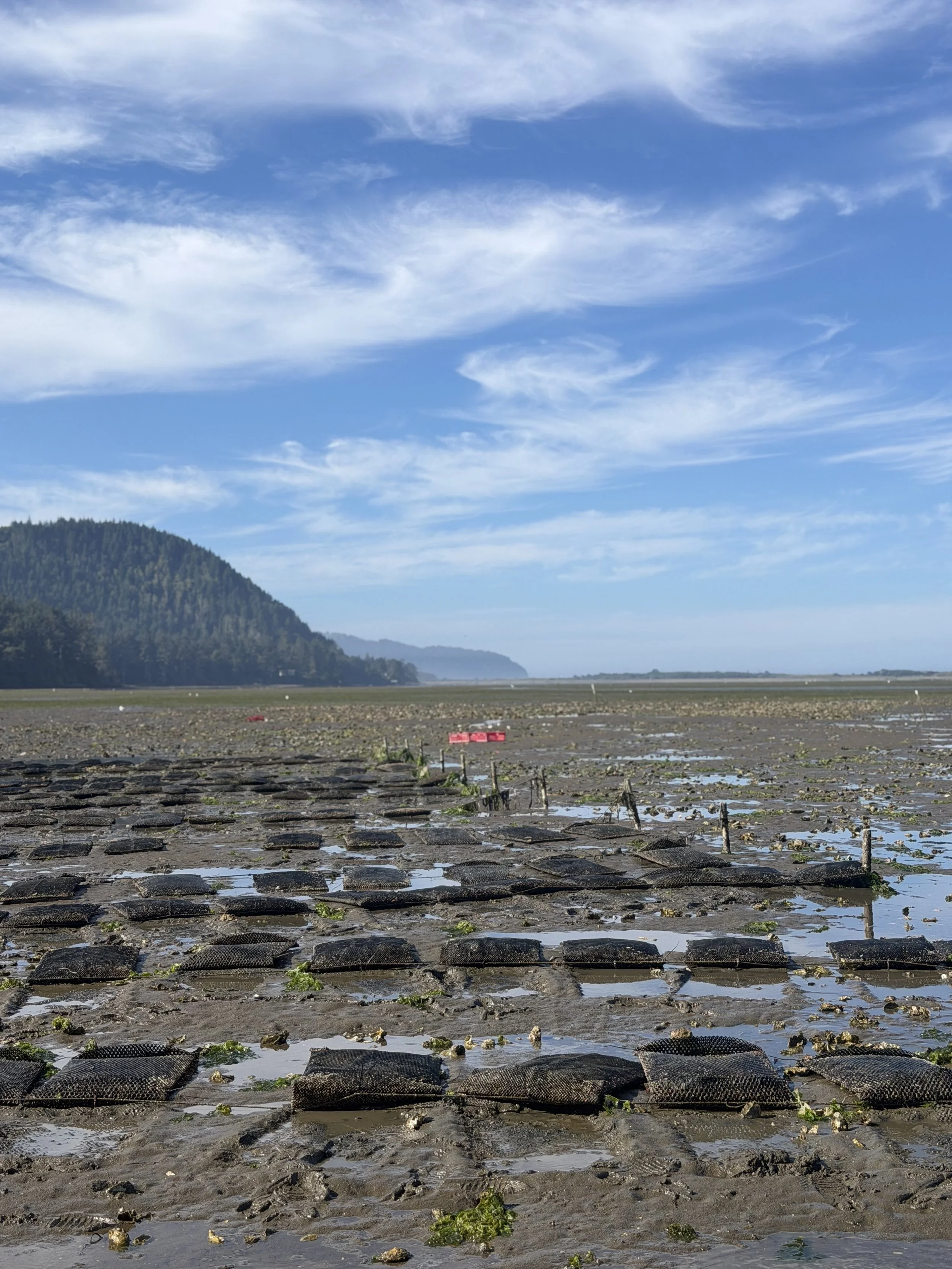 Oyster Farm Tour with Oyster shucking