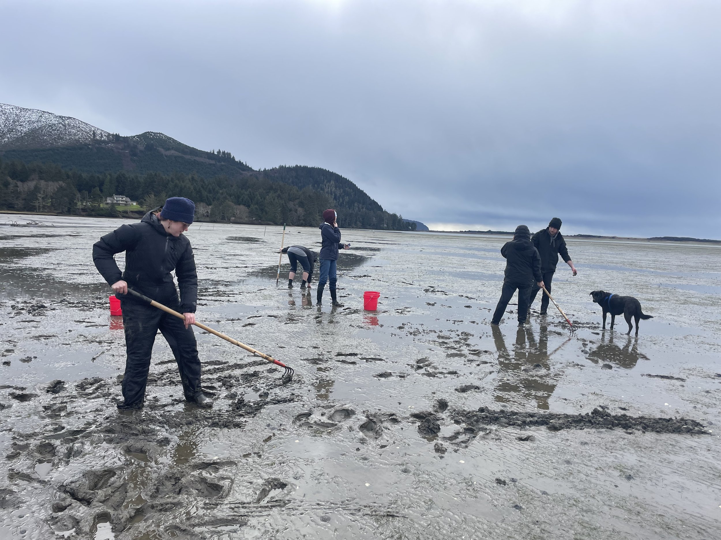 Clamming Netarts Bay